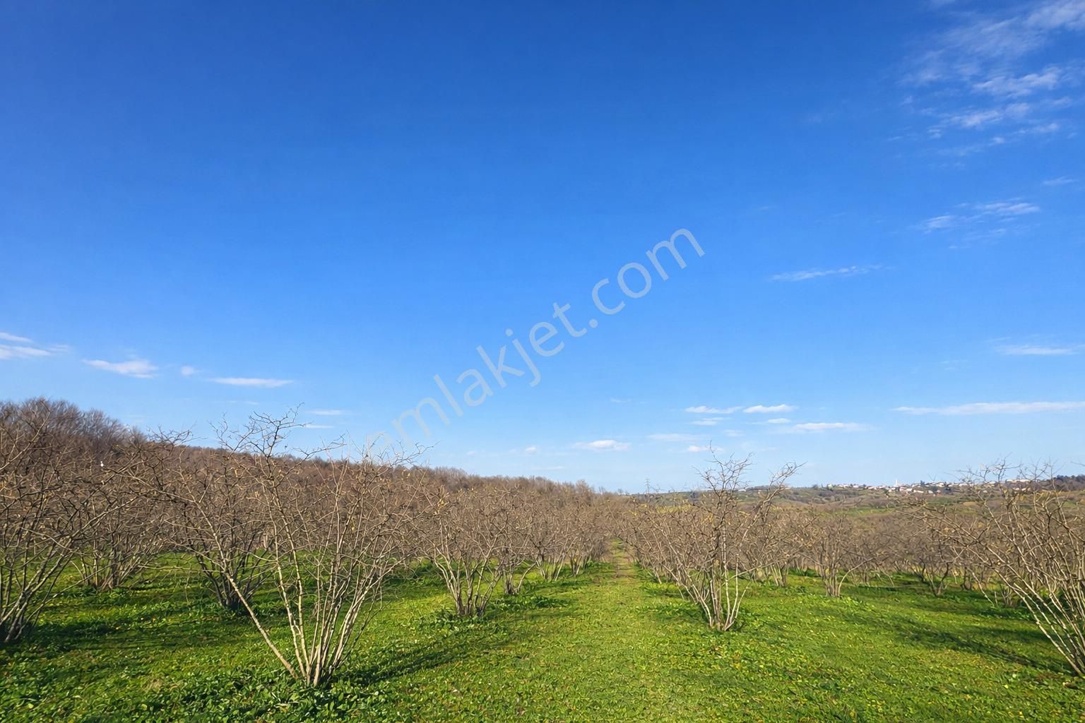 Karasu Resuller Köyü’nde 10.293 M² Verimli Fındık Bahçesi - Görsel 2