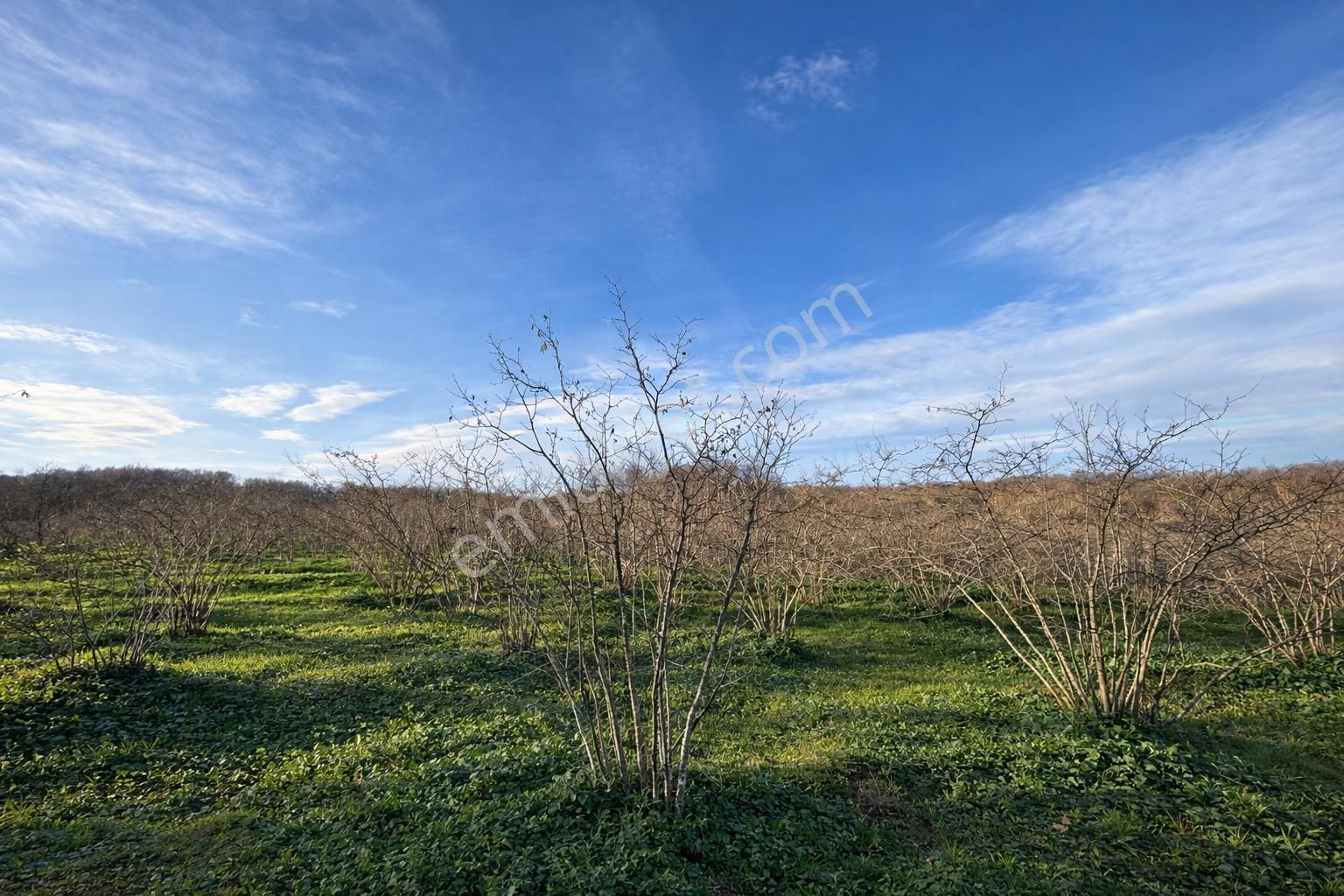 Karasu Resuller Köyü’nde 10.293 M² Verimli Fındık Bahçesi - Görsel 13