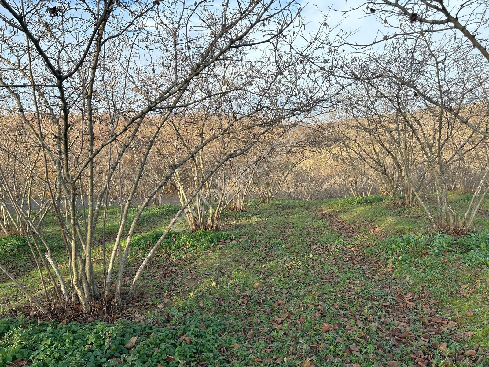 Karasu Resuller Köyü’nde 10.293 M² Verimli Fındık Bahçesi - Görsel 17