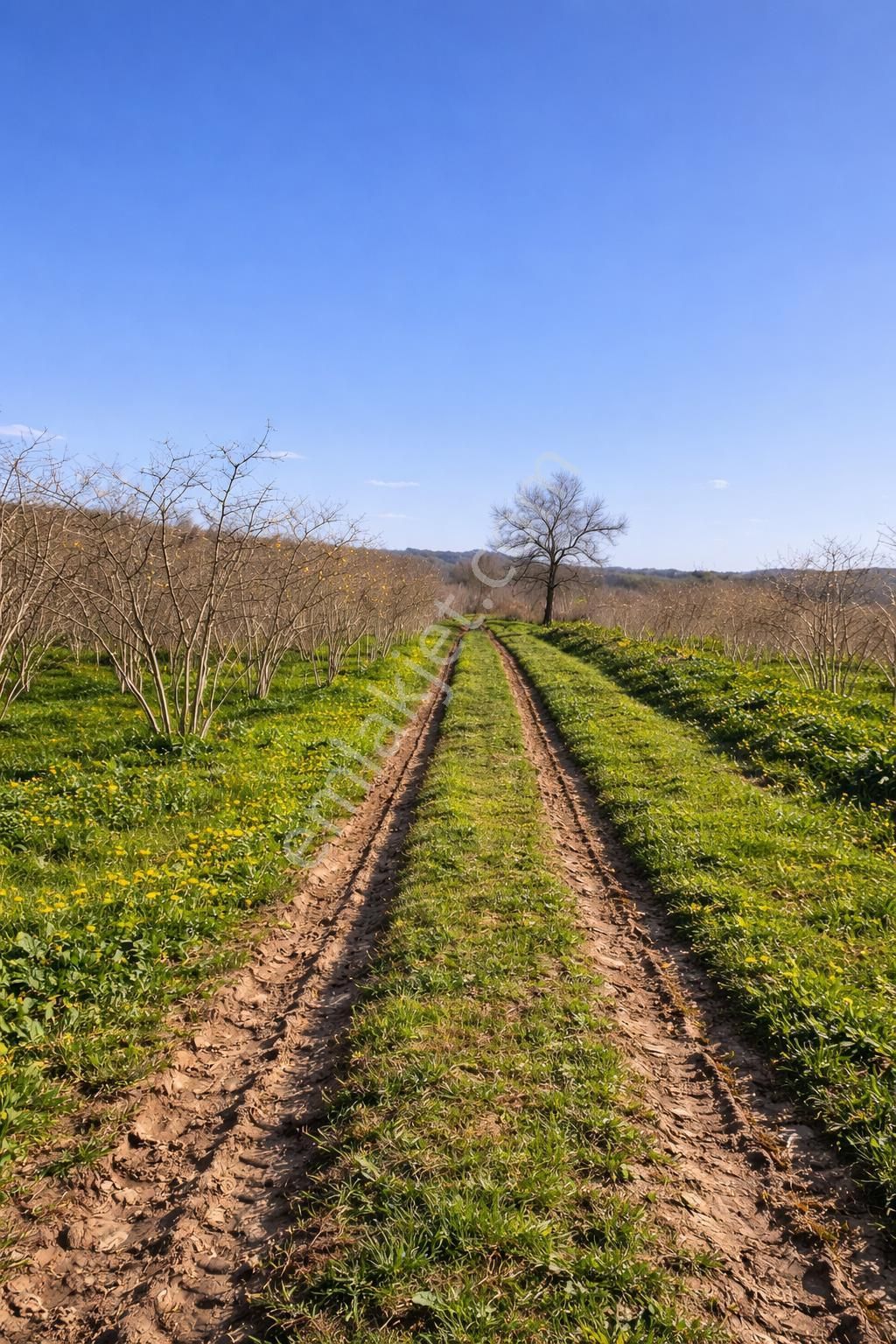 Karasu Resuller Köyü’nde 10.293 M² Verimli Fındık Bahçesi - Görsel 20