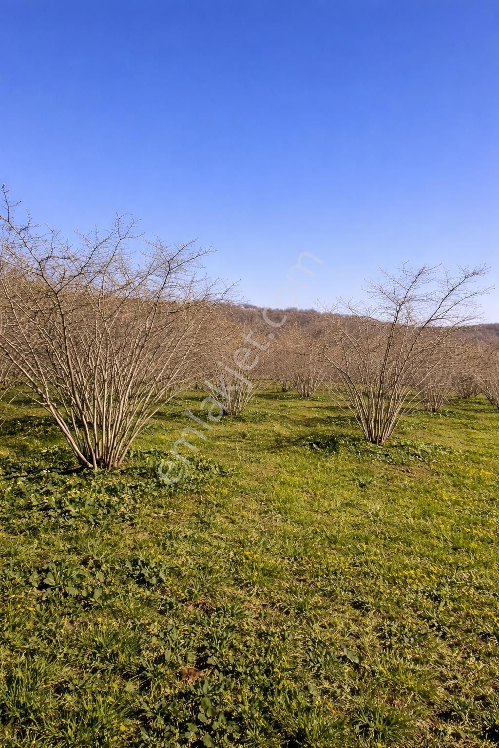 Karasu Resuller Köyü’nde 10.293 M² Verimli Fındık Bahçesi - Görsel 5