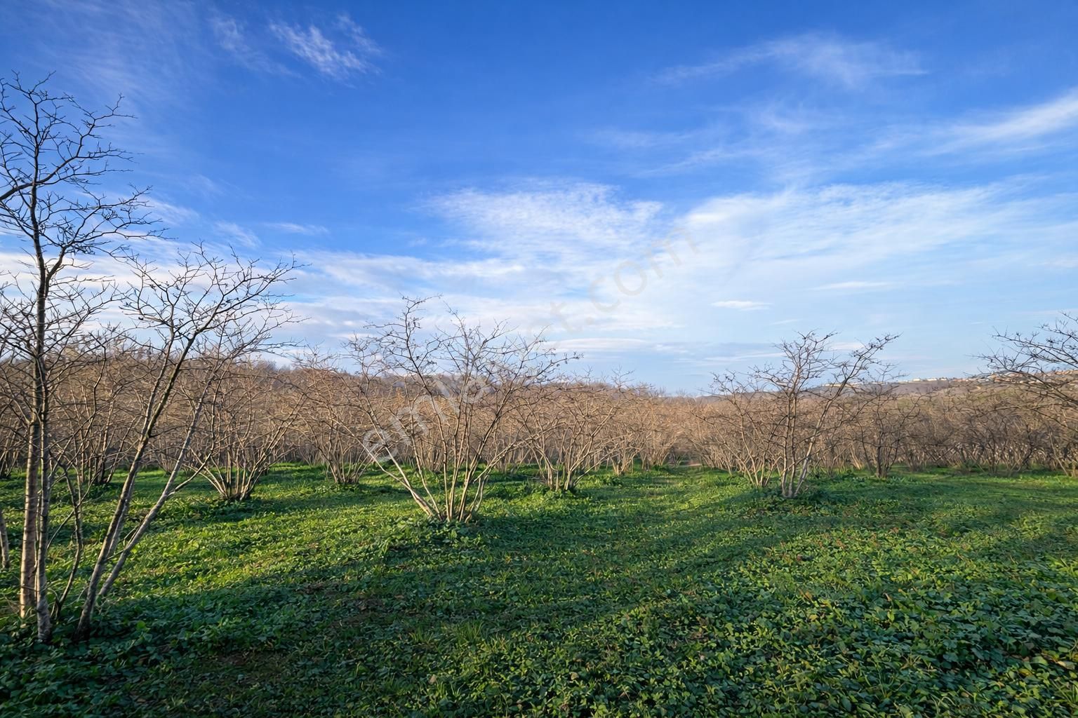 Karasu Resuller Köyü’nde 10.293 M² Verimli Fındık Bahçesi - Görsel 6