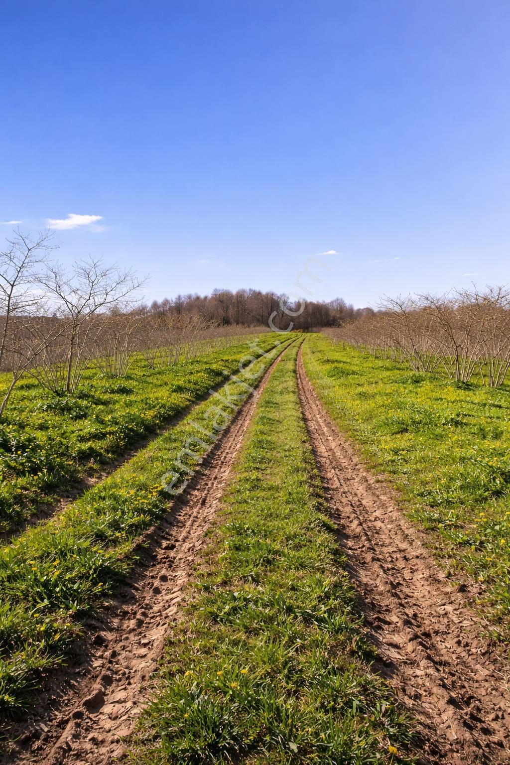 Karasu Resuller Köyü’nde 10.293 M² Verimli Fındık Bahçesi - Görsel 19