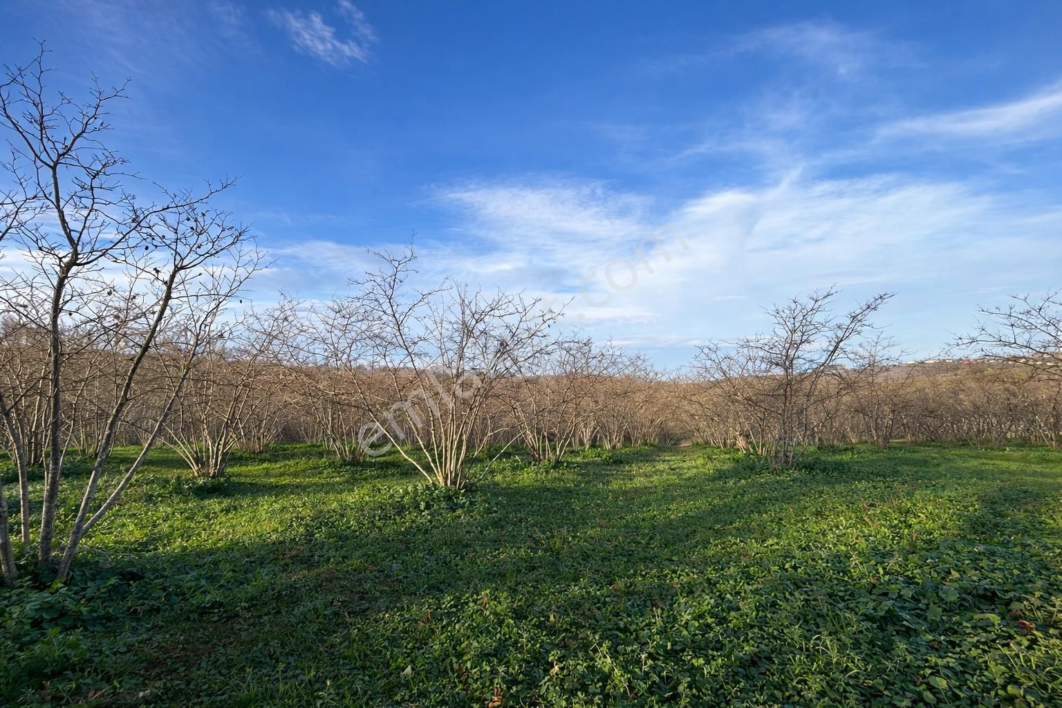 Karasu Resuller Köyü’nde 10.293 M² Verimli Fındık Bahçesi - Görsel 8
