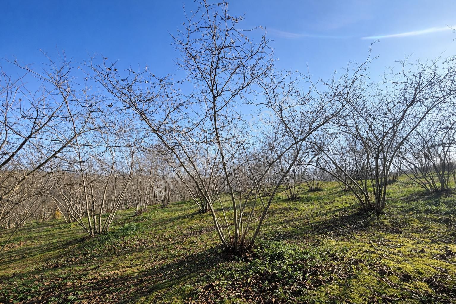 Karasu Resuller Köyü’nde 10.293 M² Verimli Fındık Bahçesi - Görsel 7