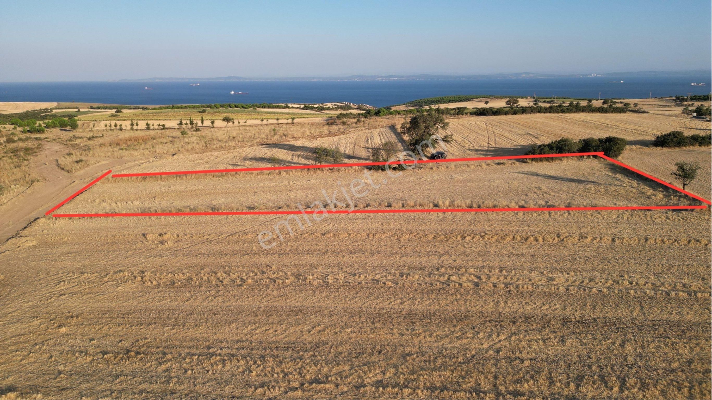 Şarköy Kocaali Mh. Deniz Manzaralı 3.012 Metre Tarla Satılık - Görsel 4