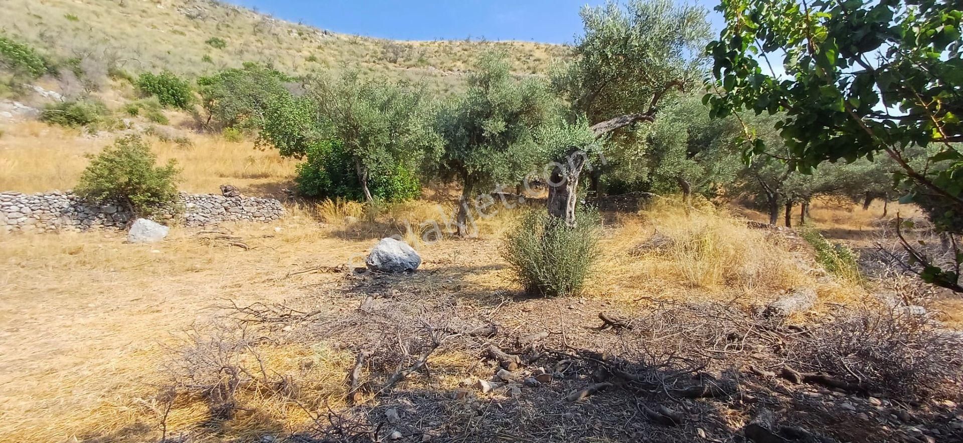 Gökova Körfezinin Eşsiz Cenneti Çökertme Koyu İçinde Ahır Ve Kagir Ev Olan Arazi Satılık - Görsel 9