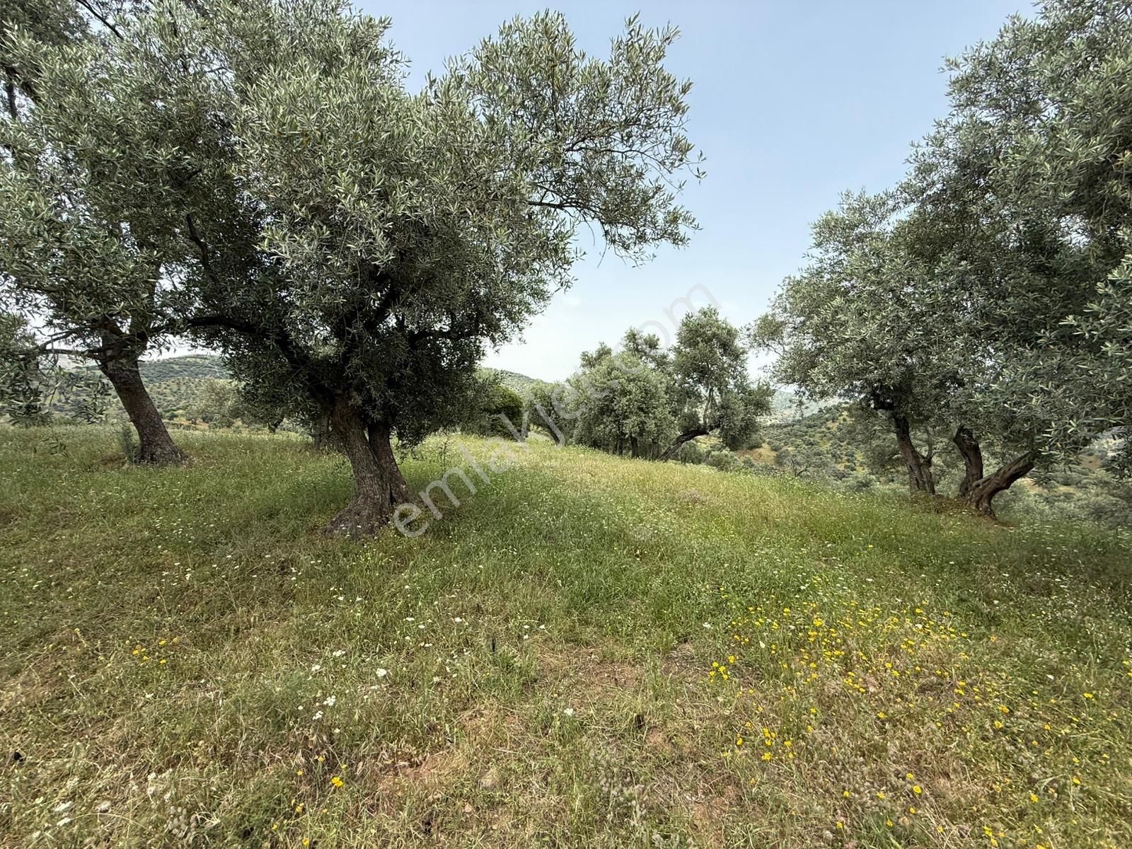 Şentürk Gayrimenkul | Ocaklı'da 1.821 M² | Uygun Fiyat - Görsel 4