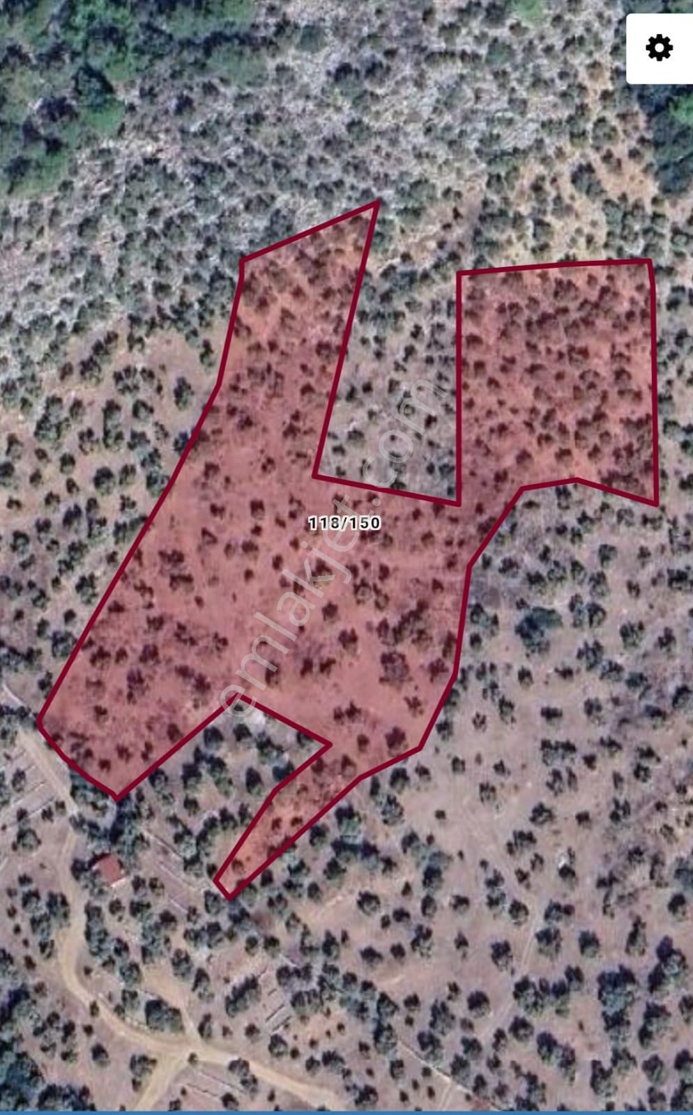 Muğla Milas Kazıklı 13 Dönüm Zeytinlik