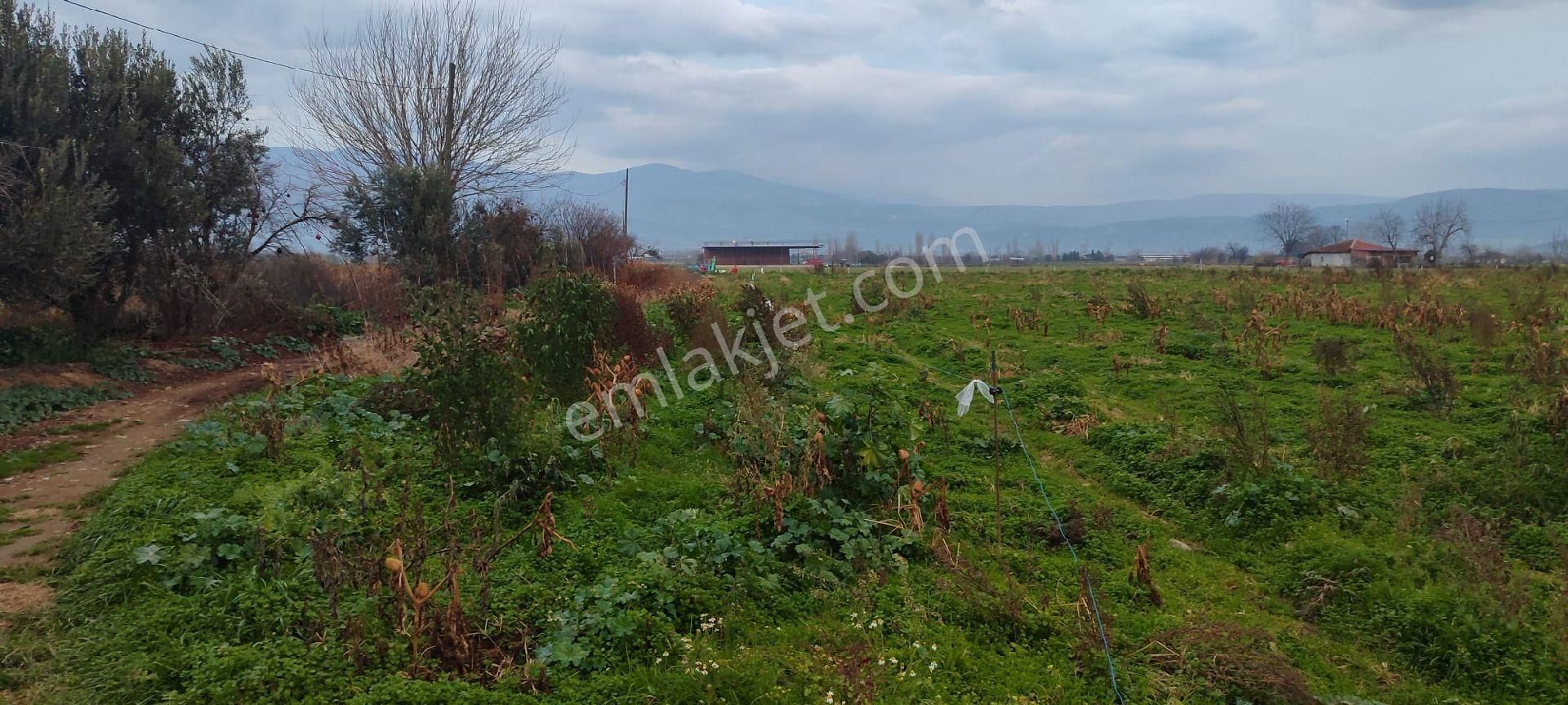 Tarla Arazi - Görsel 3