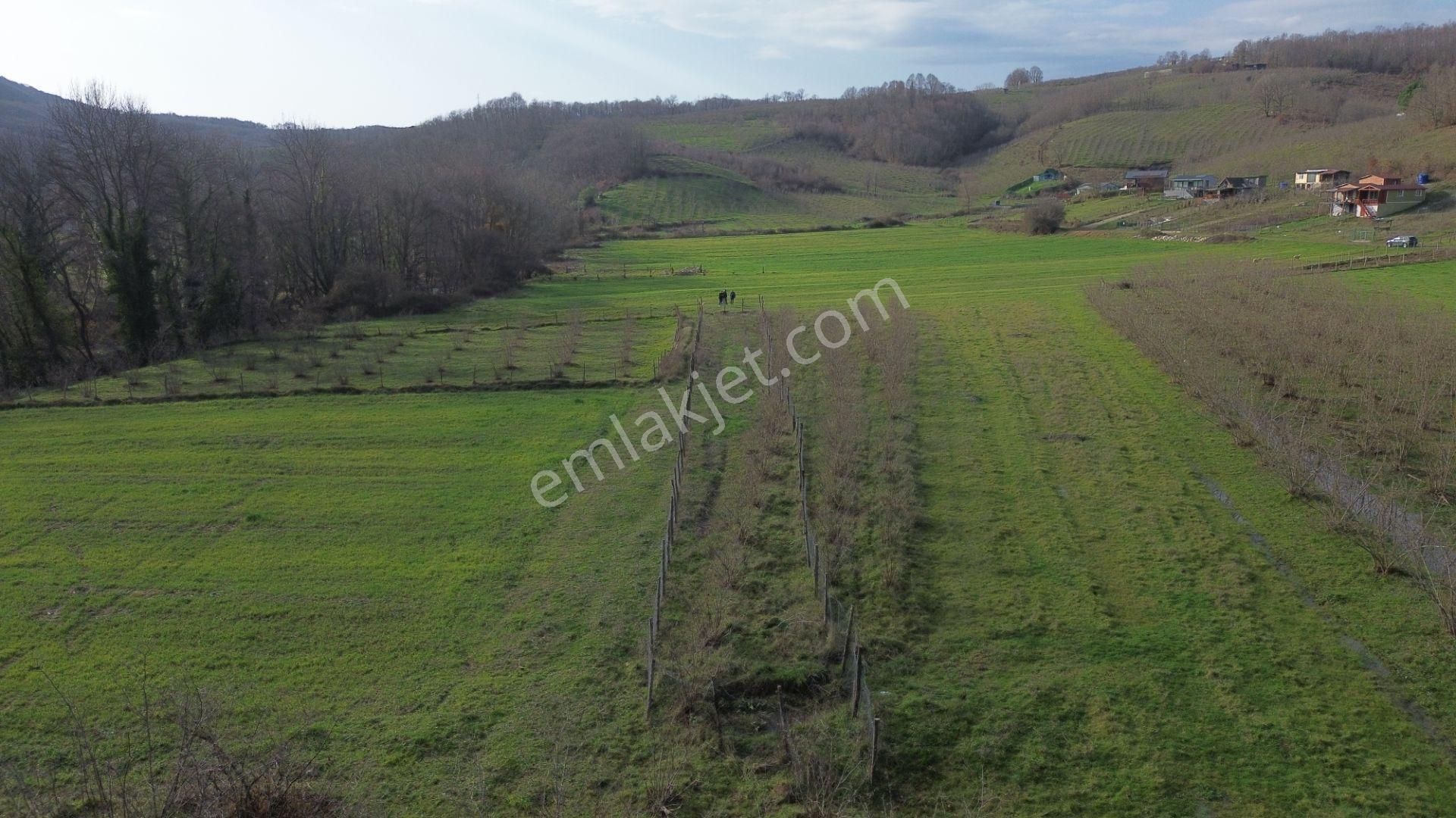 Dc Gayrimenkul'den Ağva Kalem Köyde 486m2 Doğa İçerisinde Arazi - Görsel 7