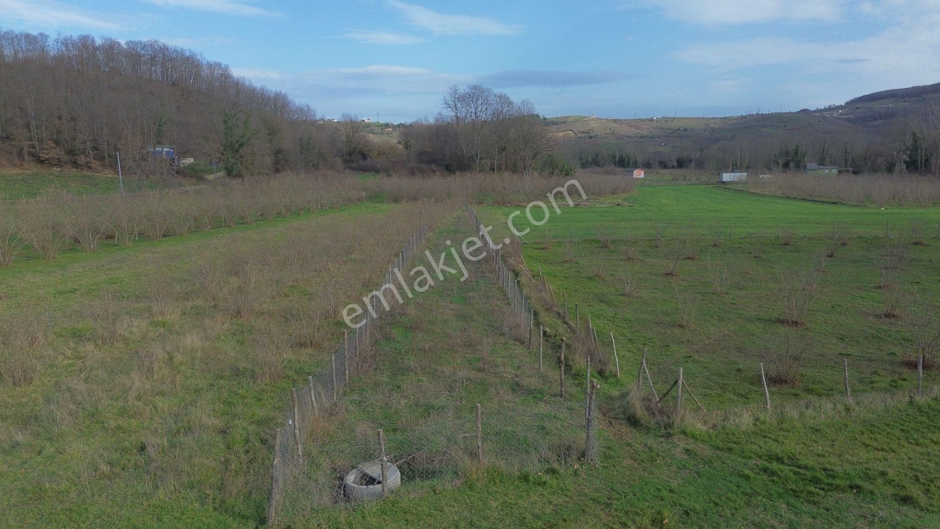 Dc Gayrimenkul'den Ağva Kalem Köyde 486m2 Doğa İçerisinde Arazi