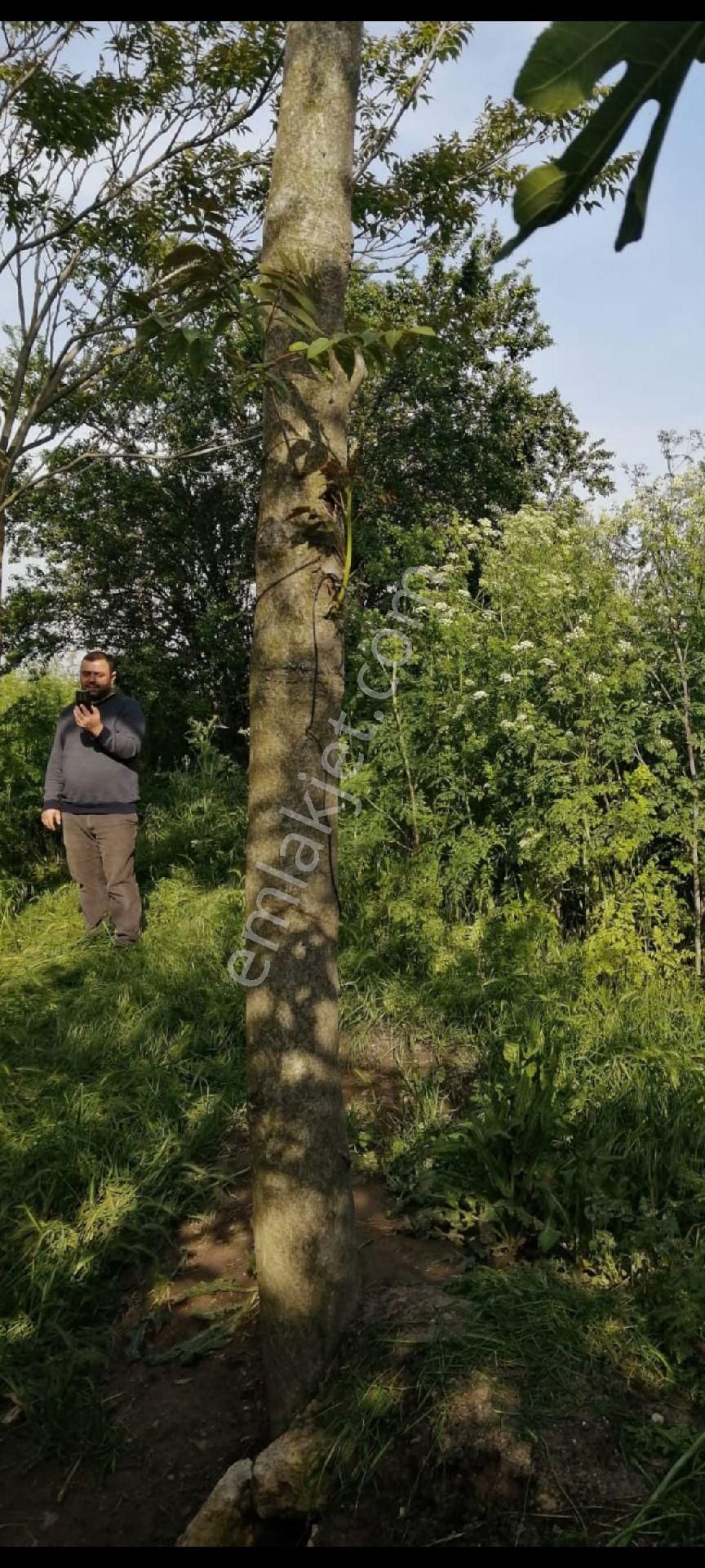 My Ekipdenbursa Karacabey Sultaniyede Müstakil Tapulu Konut İmarlı Arsa - Görsel 12