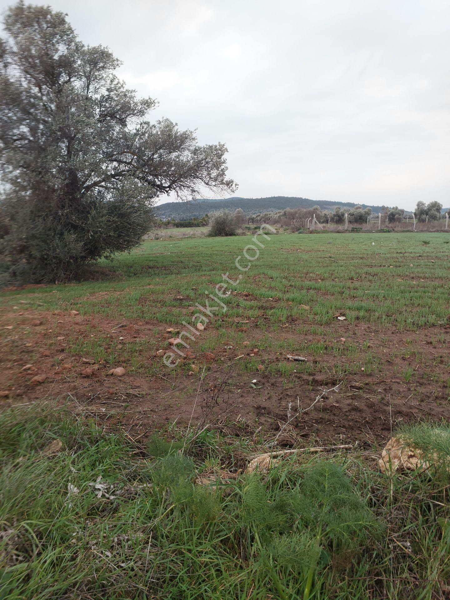 Bodrum Mumcularda Satılık Tarla - Görsel 5