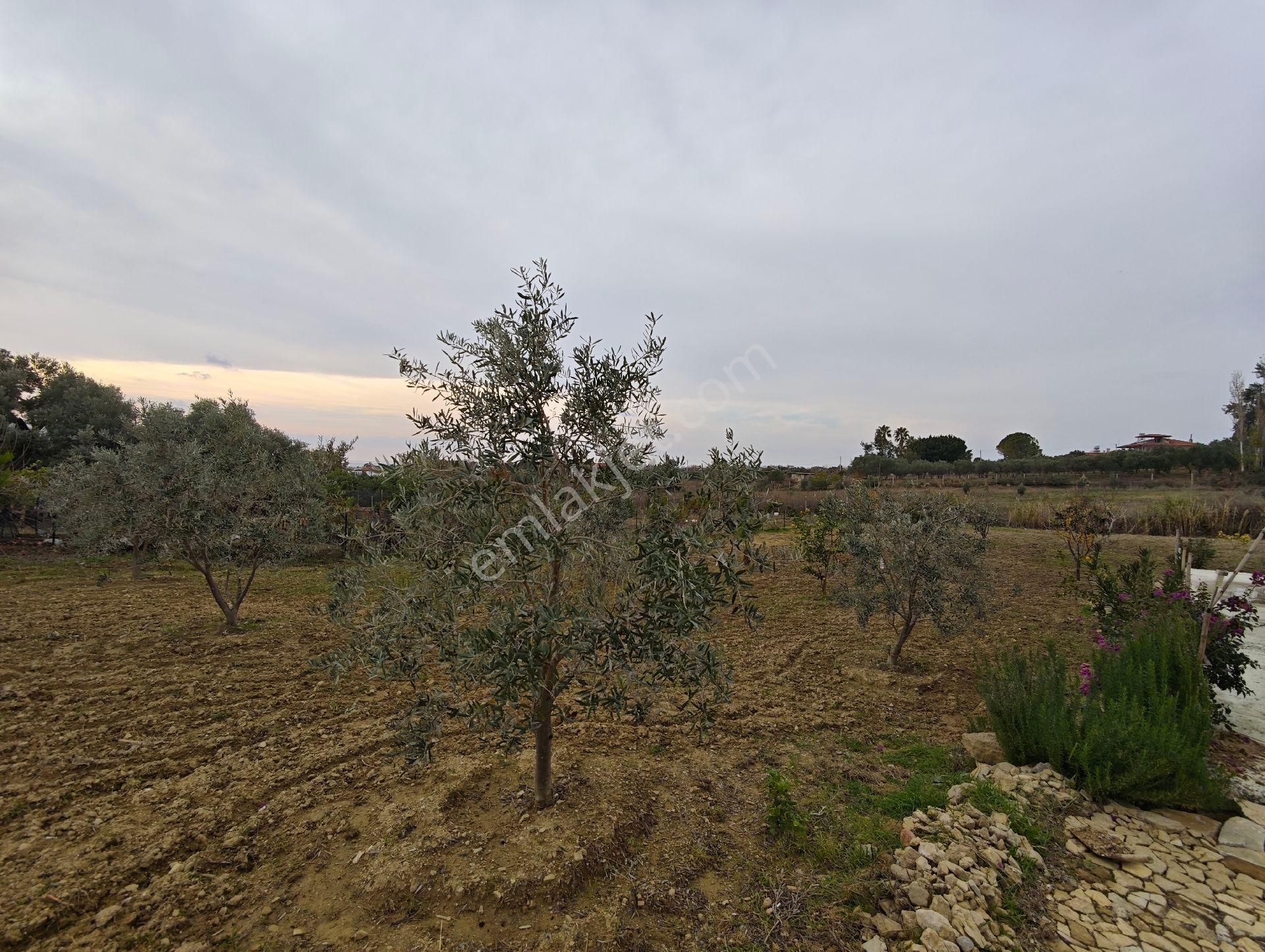 İdamax'tan Çenger'de Satılık Tarla - Görsel 6