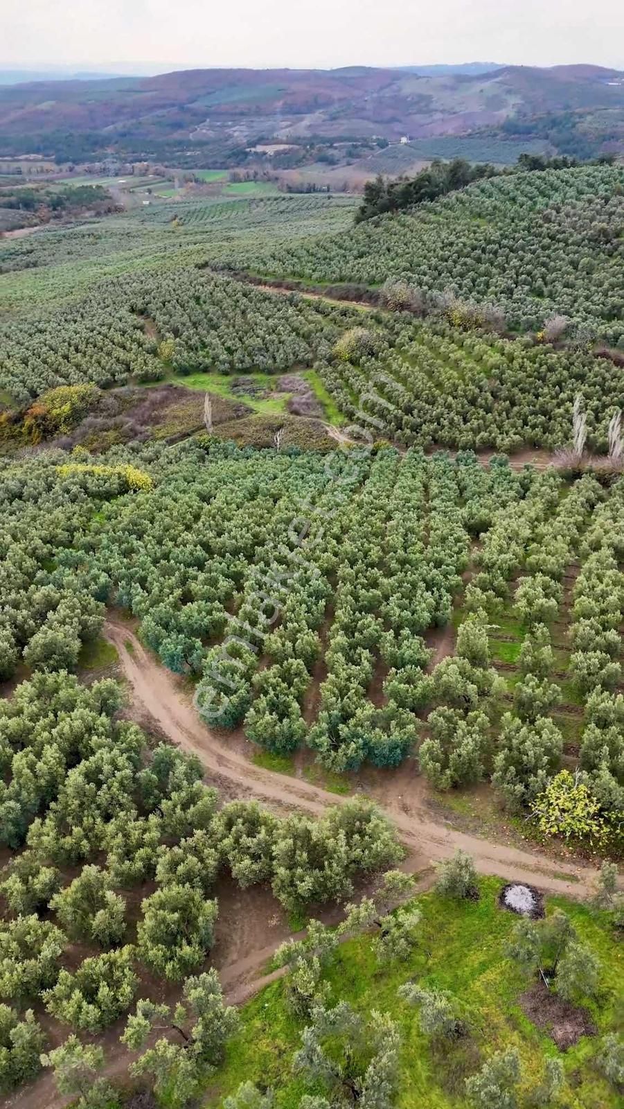 Mudanya Dereköyde Satılık Tek Tapu Arazi - Görsel 6