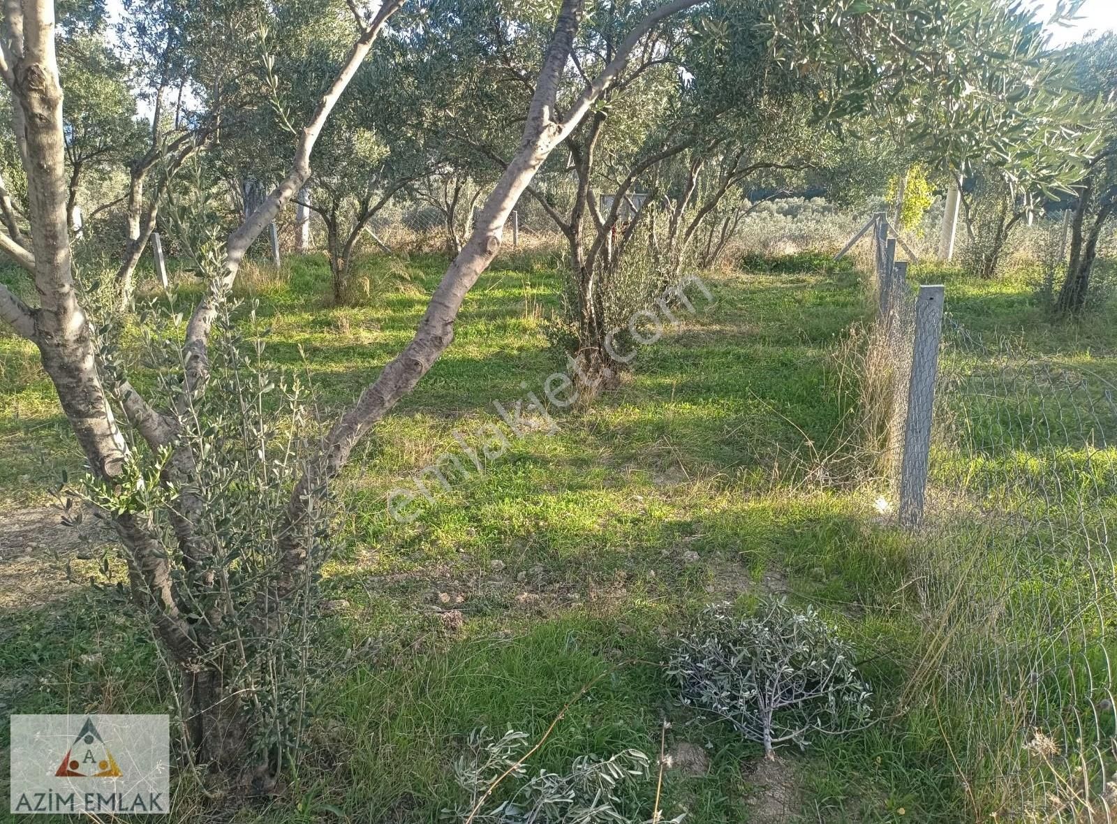Dagkızılcada Satılık Bahçe - Görsel 13
