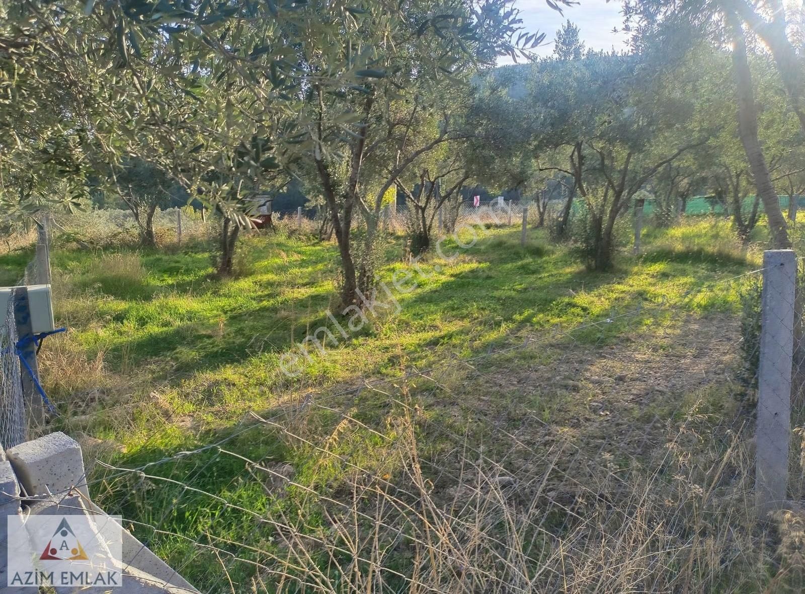 Dagkızılcada Satılık Bahçe - Görsel 18
