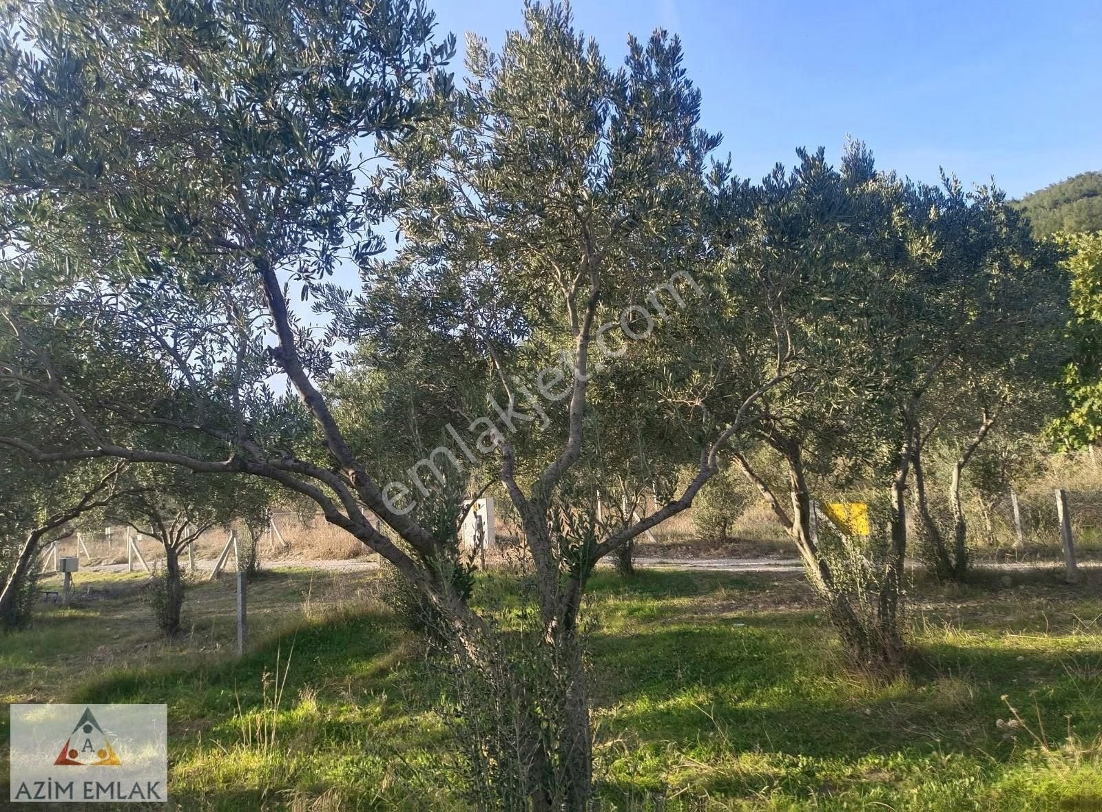 Dagkızılcada Satılık Bahçe - Görsel 16