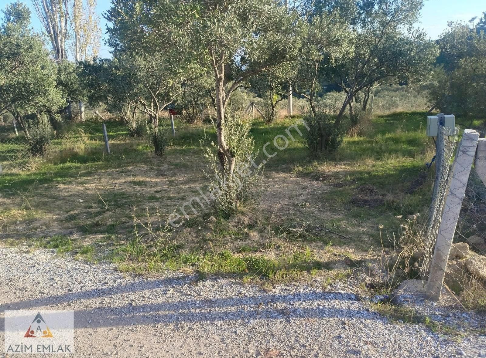 Dagkızılcada Satılık Bahçe - Görsel 4