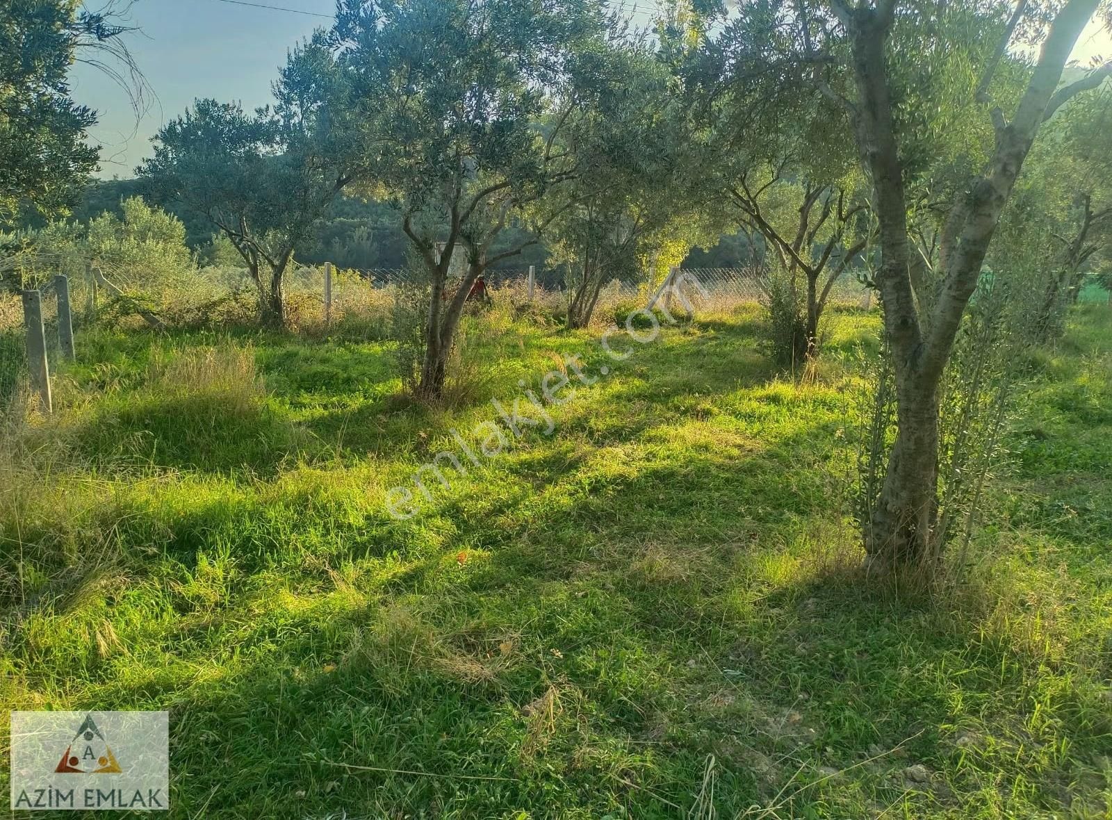 Dagkızılcada Satılık Bahçe - Görsel 2