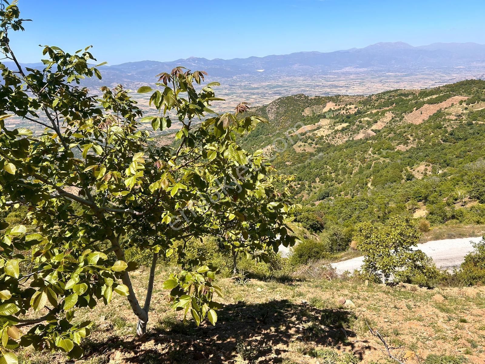 İzmir Tire Satılık Bahçe 3800 M2 Tek Ve Resmi Tapulu - Görsel 2
