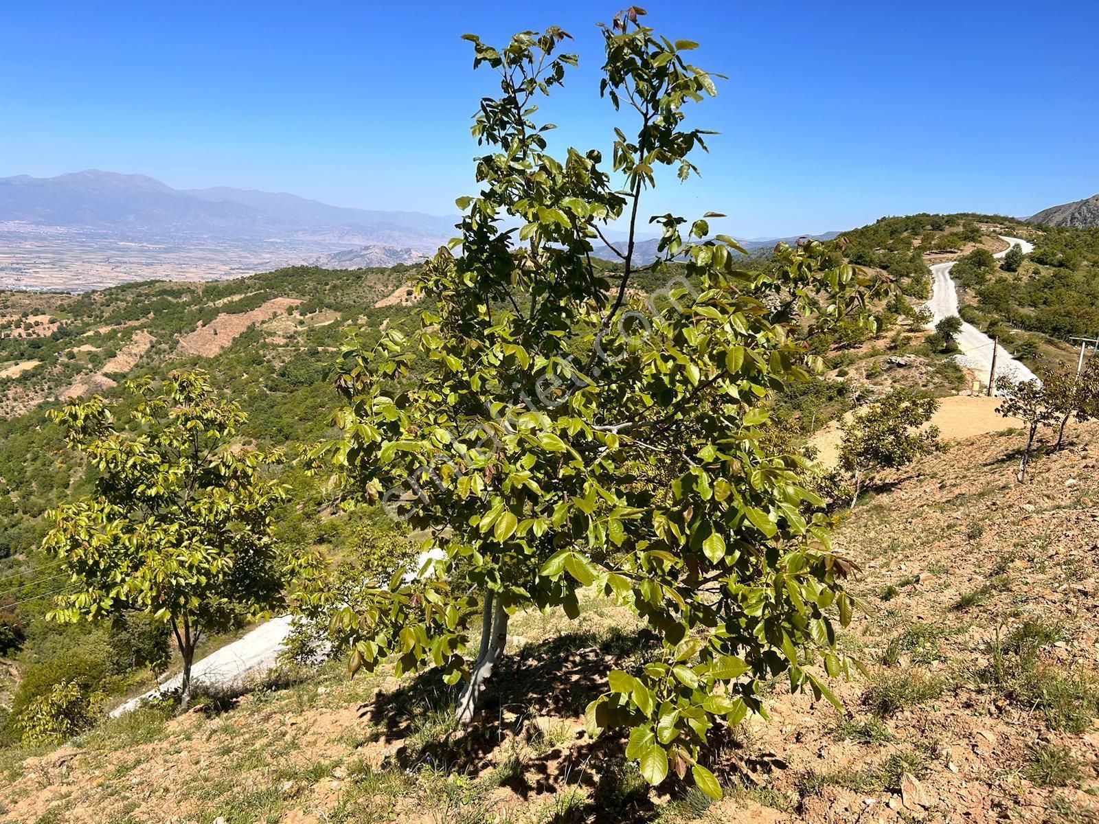 İzmir Tire Satılık Bahçe 3800 M2 Tek Ve Resmi Tapulu - Görsel 7