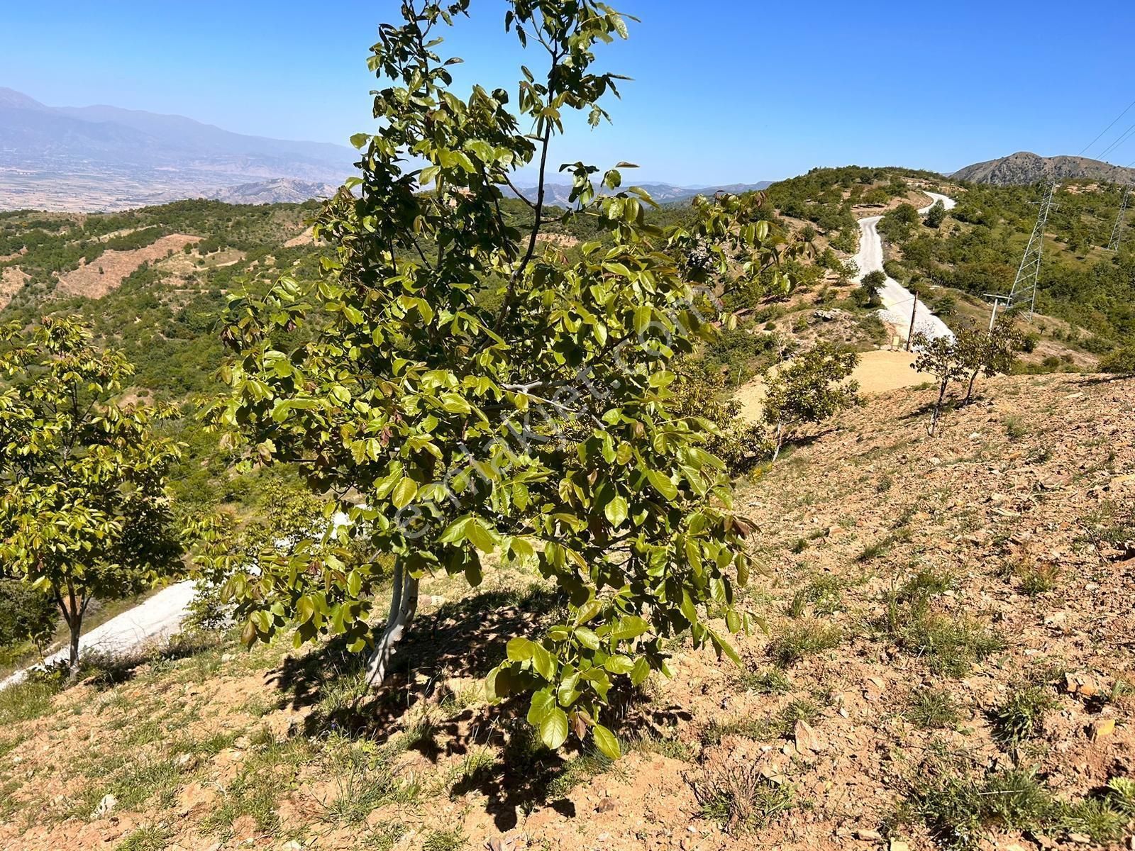 İzmir Tire Satılık Bahçe 3800 M2 Tek Ve Resmi Tapulu - Görsel 10