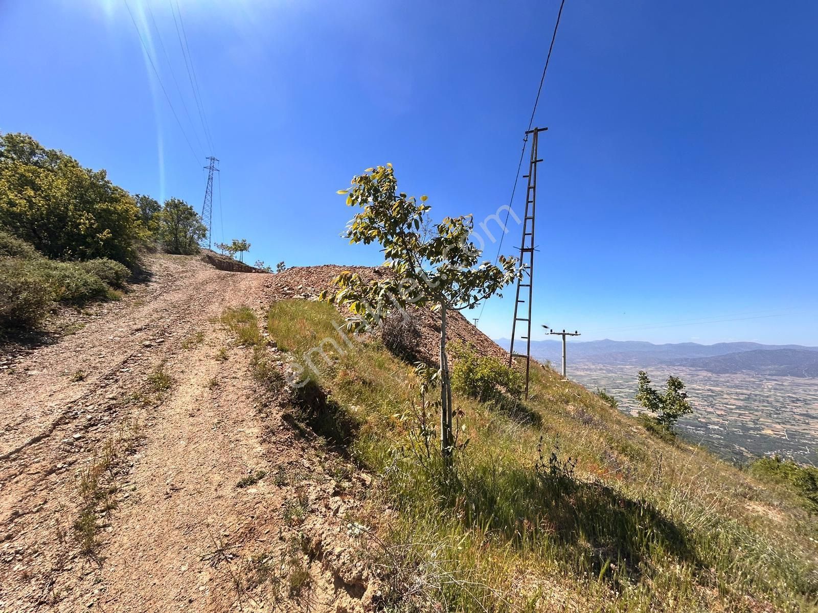 İzmir Tire Satılık Bahçe 3800 M2 Tek Ve Resmi Tapulu - Görsel 3