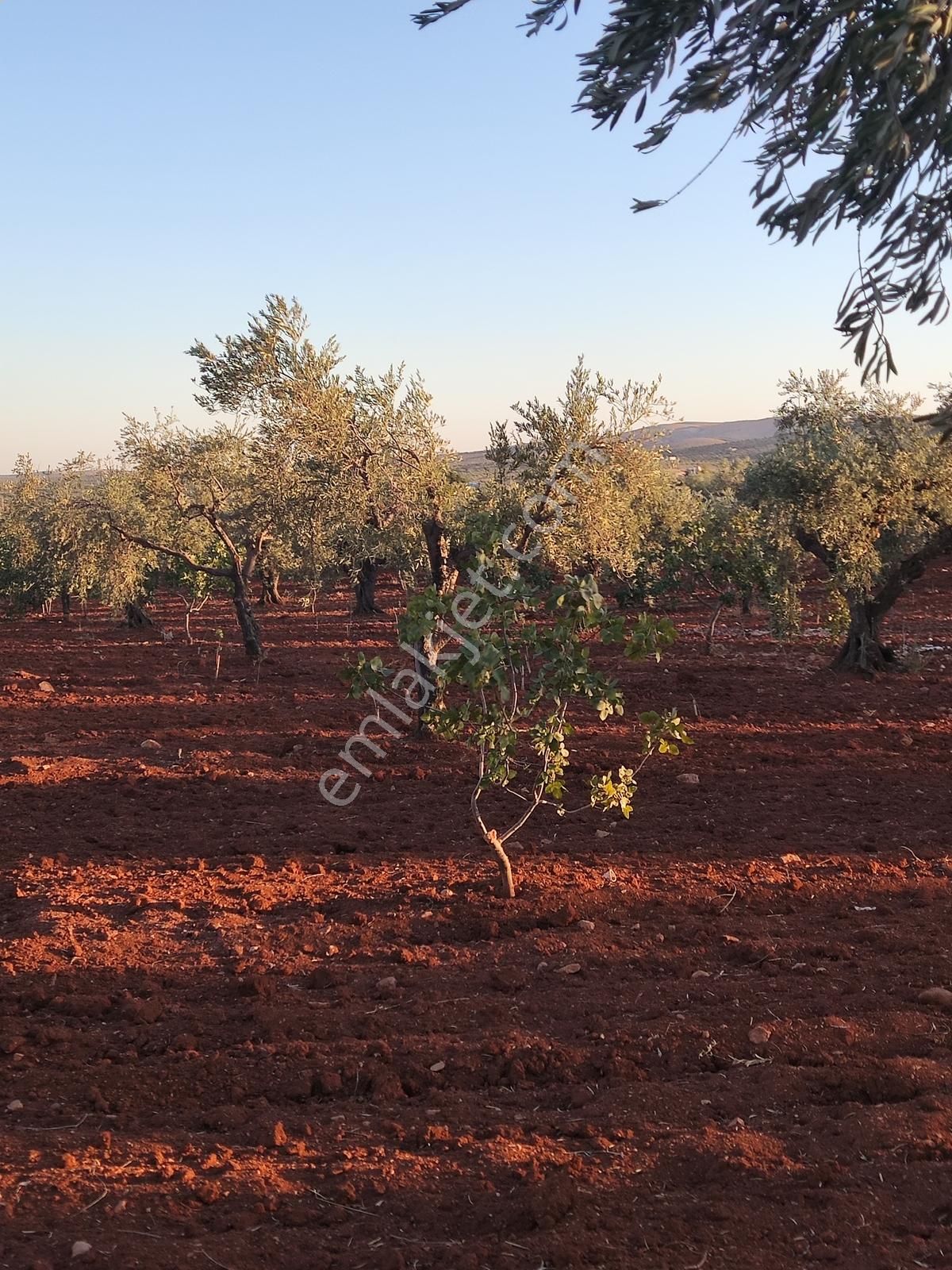 Nizip Sekilide Satılık Fırsat Arazi!! - Görsel 6