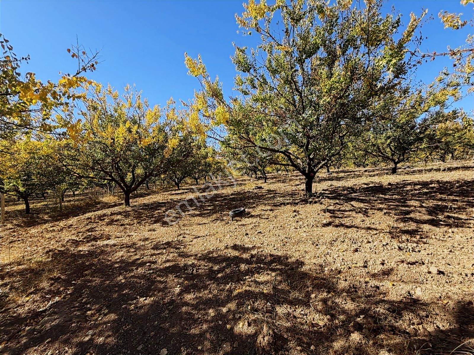 Coldwell Banker Safir'den Havaalanı Yoluna Komşu Satılık Bahçe - Görsel 13