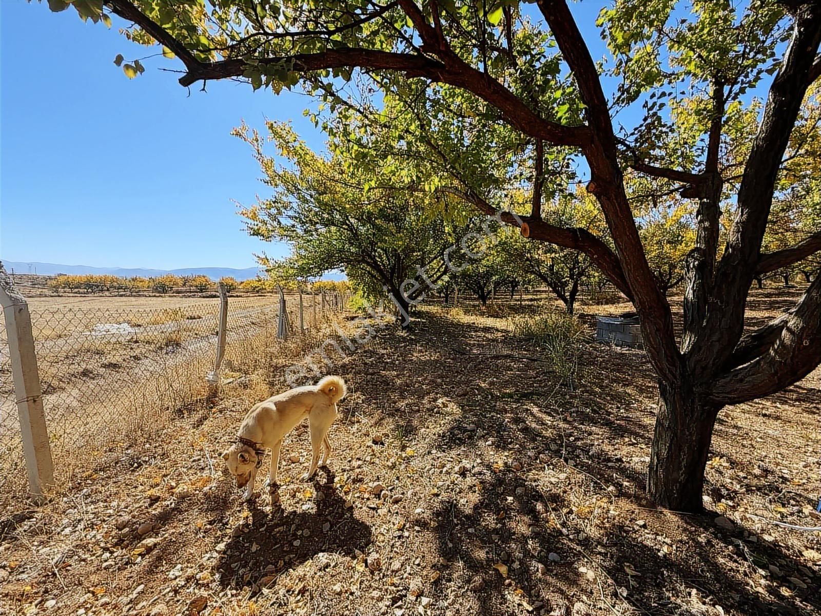 Coldwell Banker Safir'den Havaalanı Yoluna Komşu Satılık Bahçe - Görsel 11