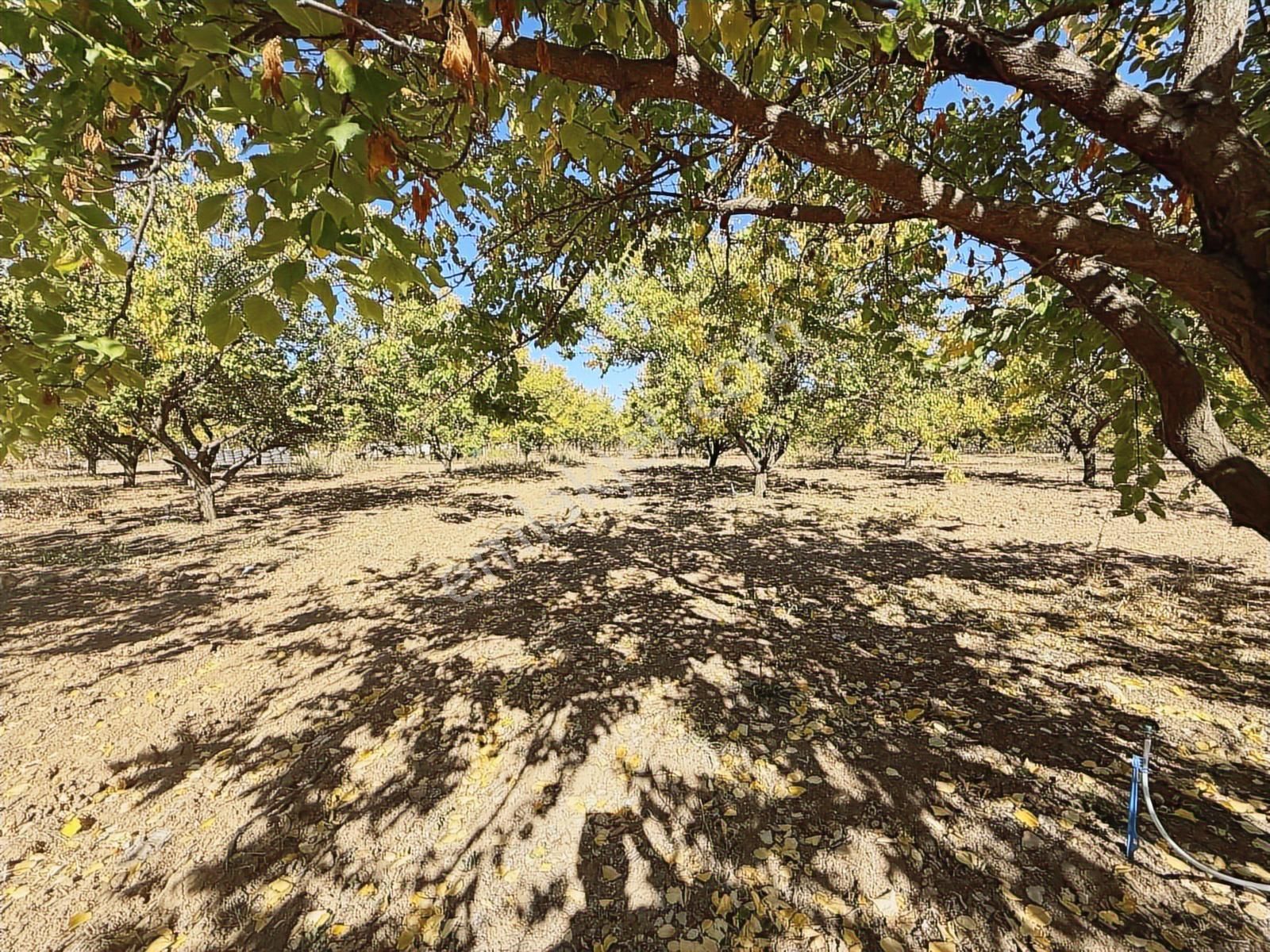 Coldwell Banker Safir'den Havaalanı Yoluna Komşu Satılık Bahçe - Görsel 19