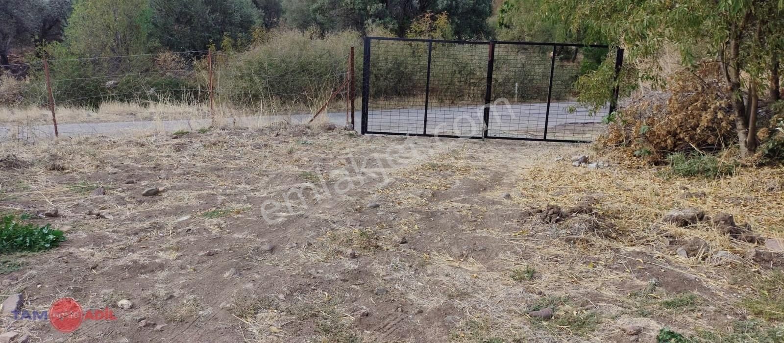 Değerli Konumda, Yola Cephe 90 Zeytin Ağaçlı Tarla - Görsel 6