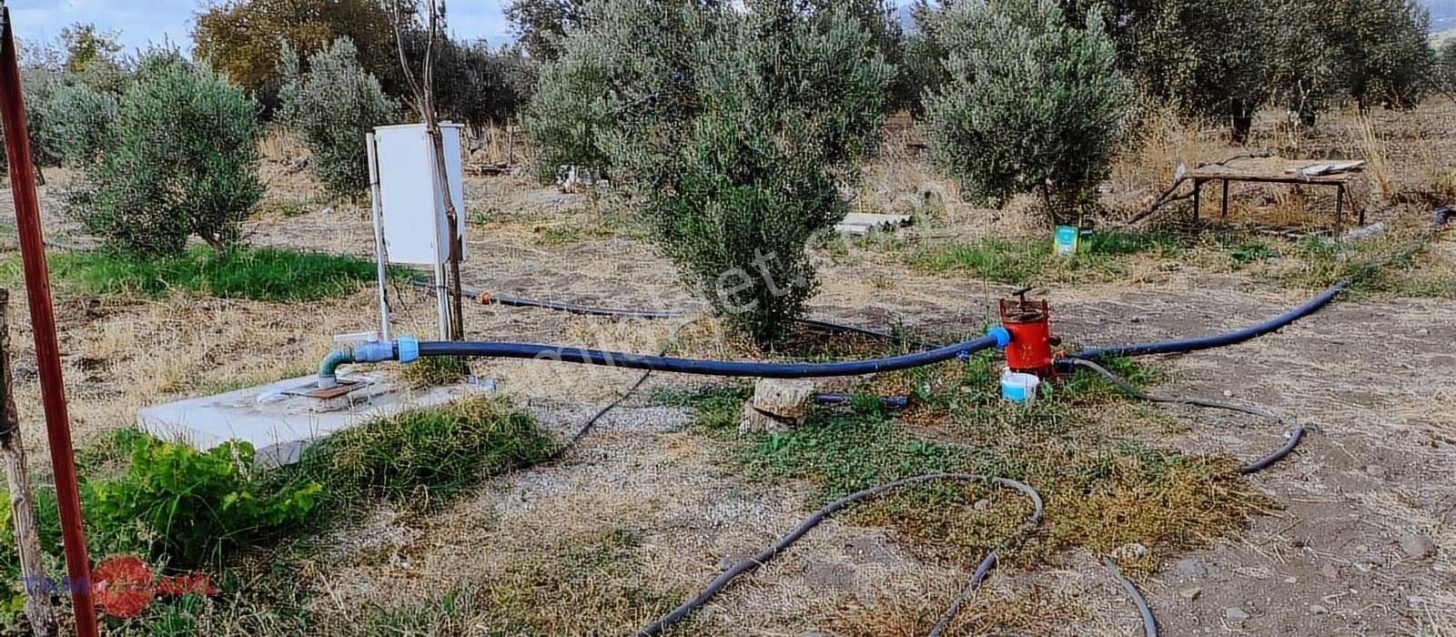 Değerli Konumda, Yola Cephe 90 Zeytin Ağaçlı Tarla - Görsel 11