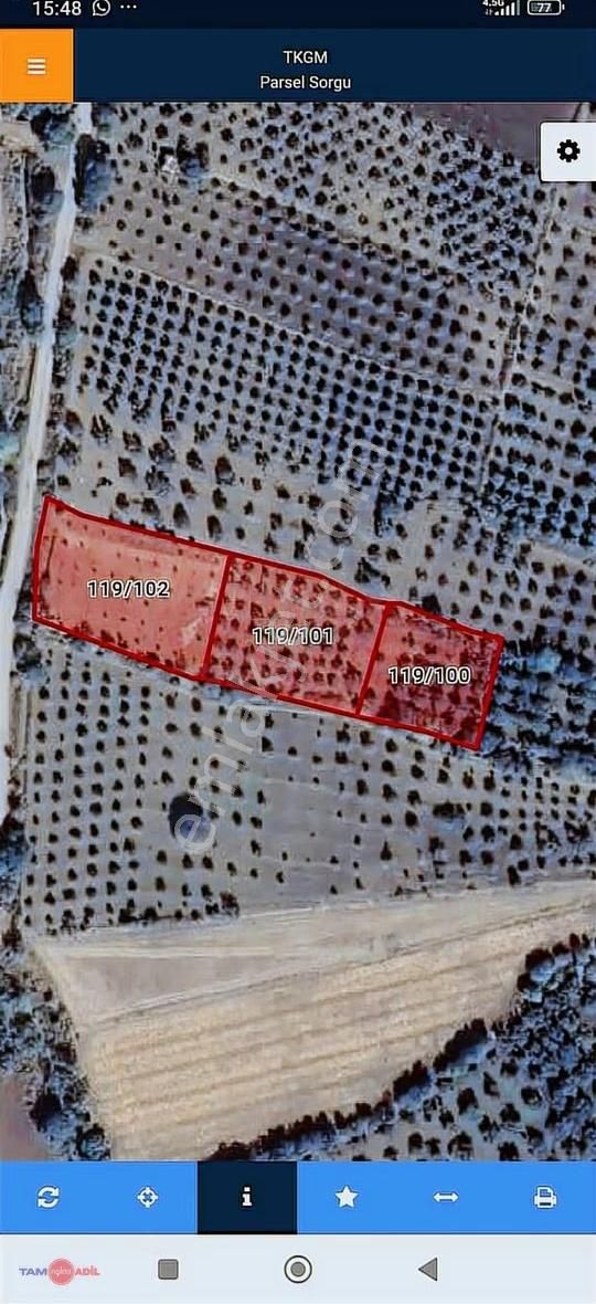 Değerli Konumda, Yola Cephe 90 Zeytin Ağaçlı Tarla - Görsel 12