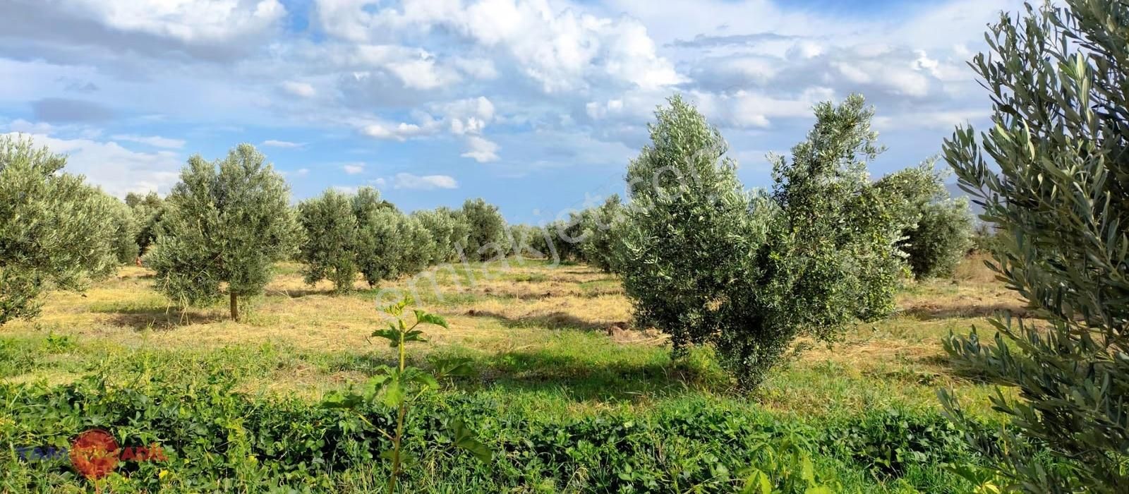 Değerli Konumda, Yola Cephe 90 Zeytin Ağaçlı Tarla