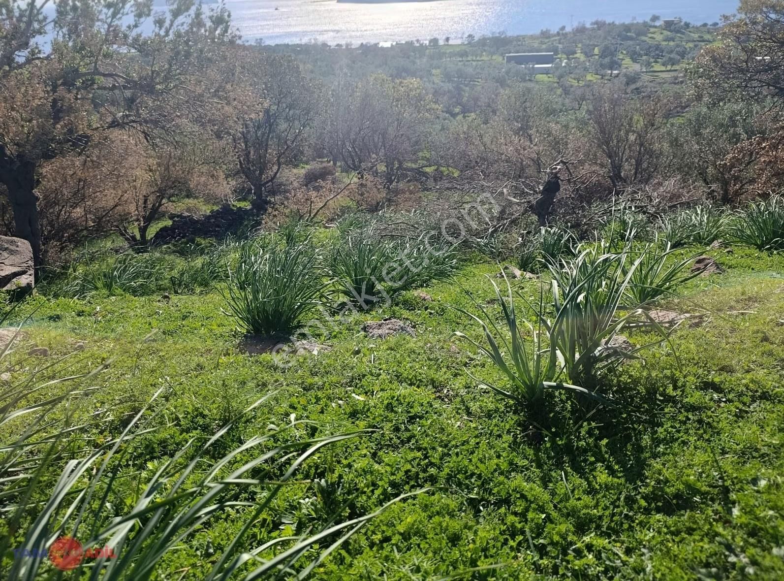 Denizköyde 1.300 M² Full Deniz Manzaralı Satılık Arazi - Görsel 10