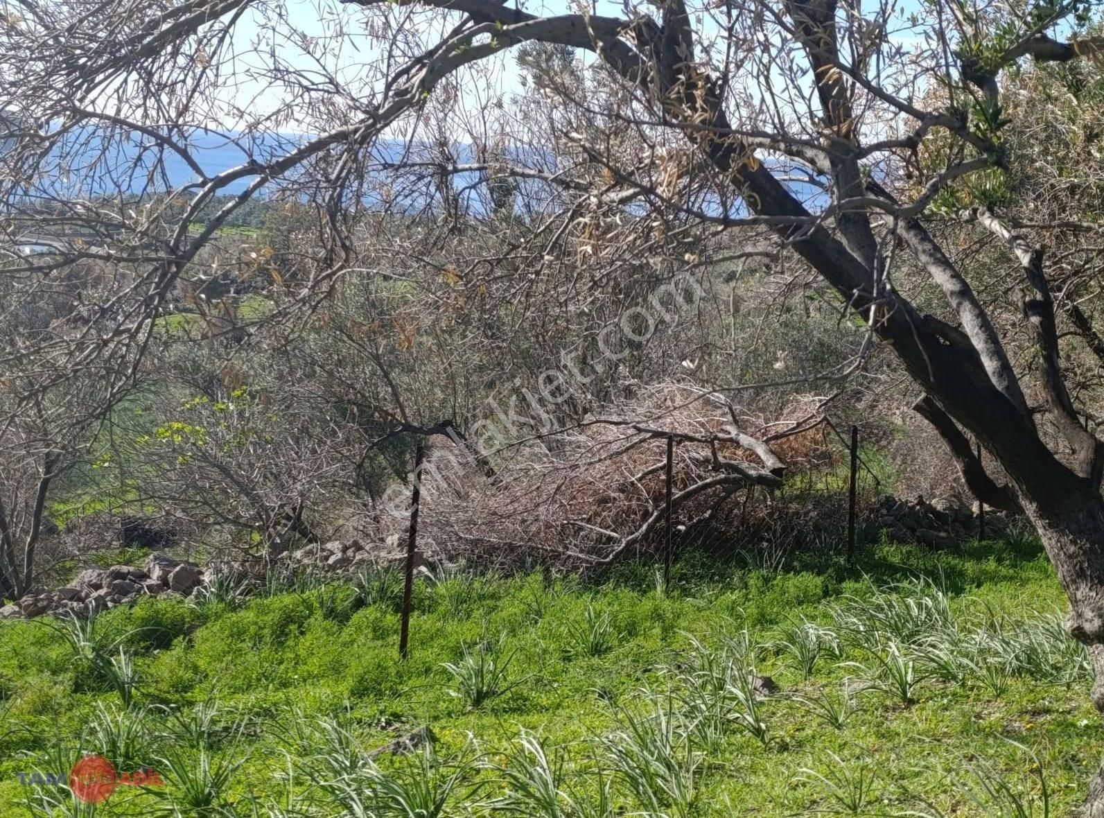 Denizköyde 1.300 M² Full Deniz Manzaralı Satılık Arazi - Görsel 22