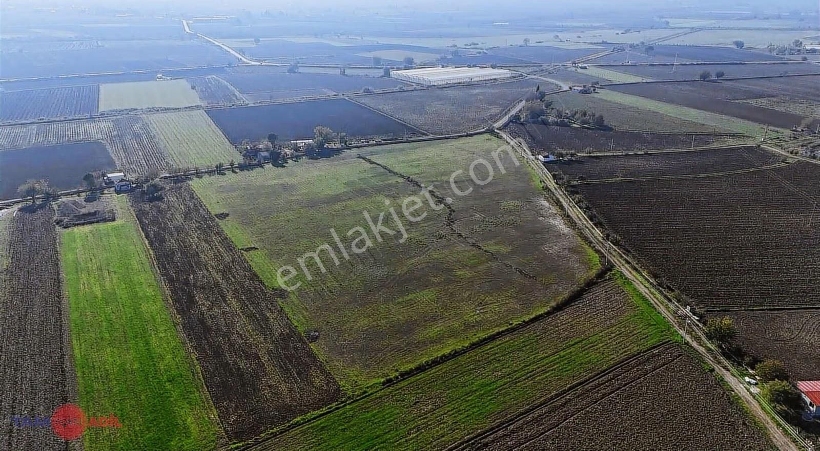 Acil...! Bergama Dağıstan Köyü Mevkii 33.000m2 Verimli Arazi.. - Görsel 5