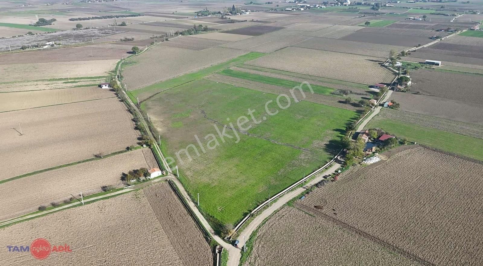 Acil...! Bergama Dağıstan Köyü Mevkii 33.000m2 Verimli Arazi.. - Görsel 2