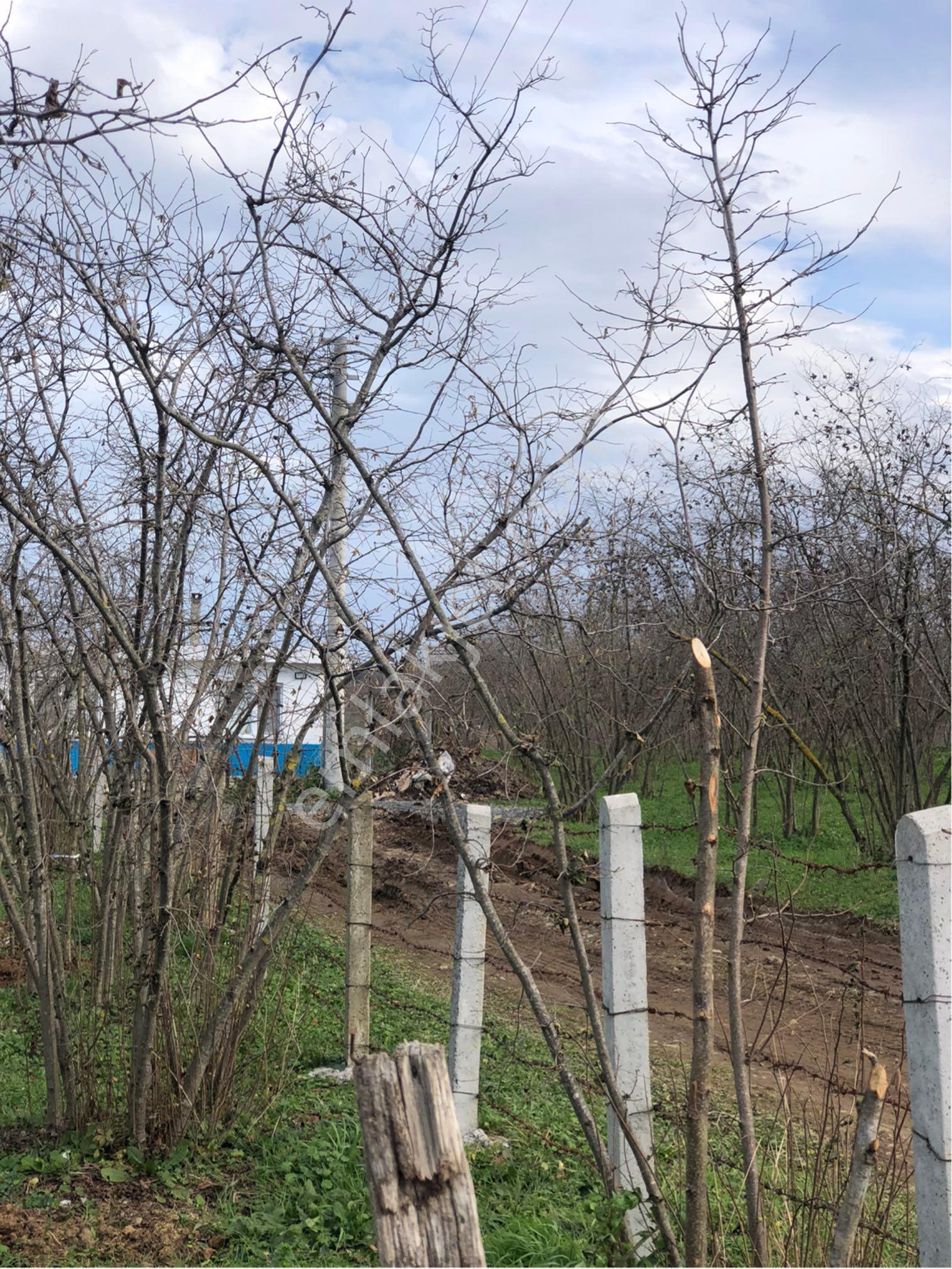 Sakarya Kocaali Kadıköyde Satılık Arsalarımız - Görsel 8