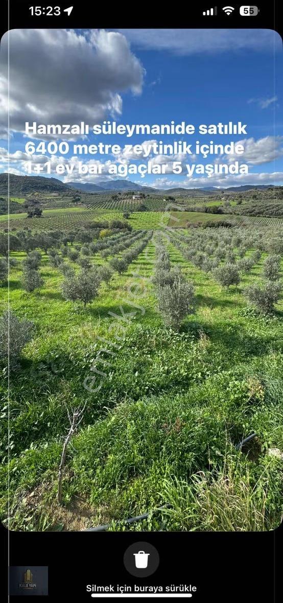 Kale Gayrimenkulden Hamzalıda Şehir Merkezine Yakın Zeytinlik - Görsel 15