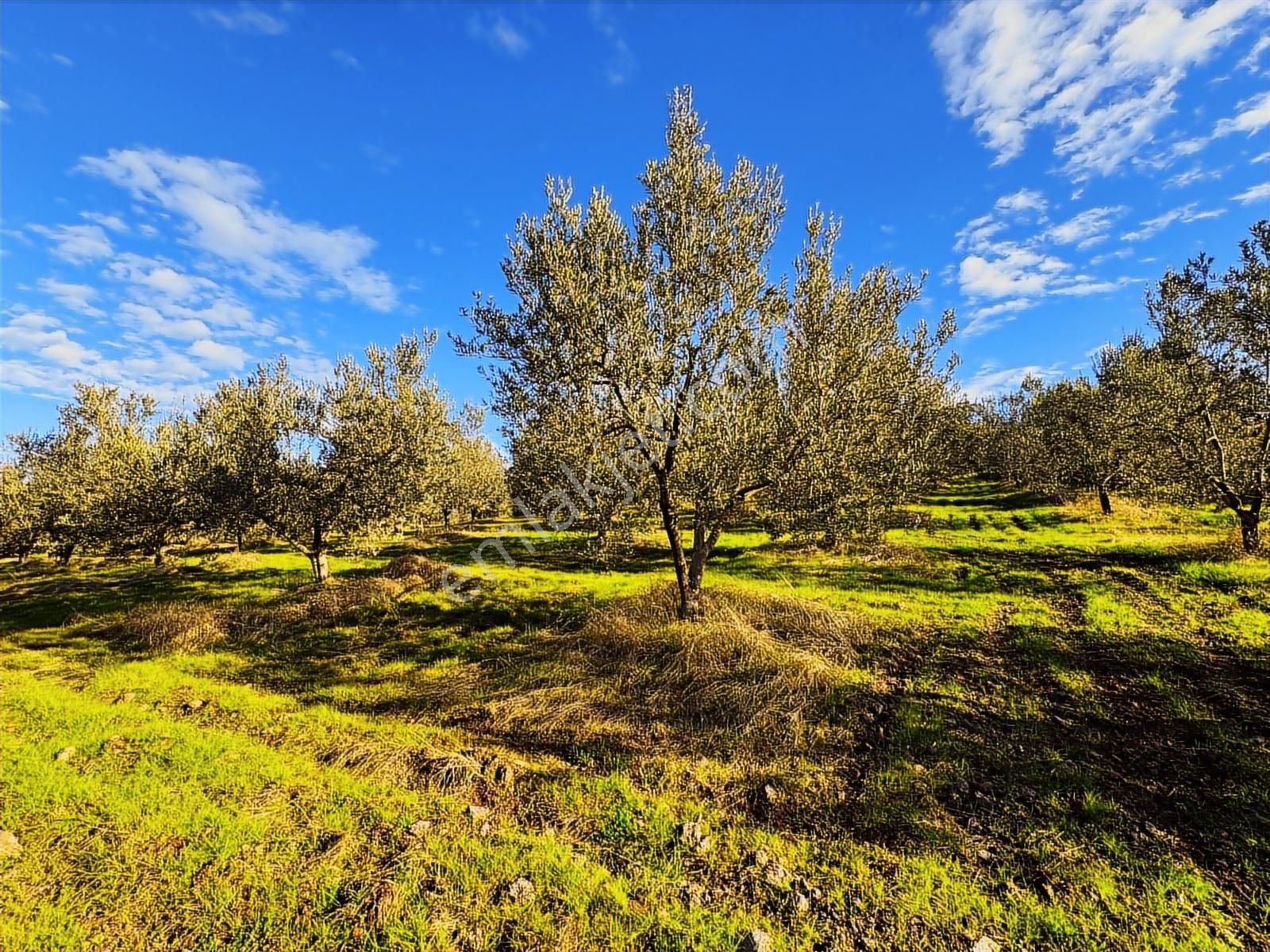 Salihli Hacıköseli'de Satılık Asfalta Sıfır 55361 M2 Zeytinlik - Görsel 12