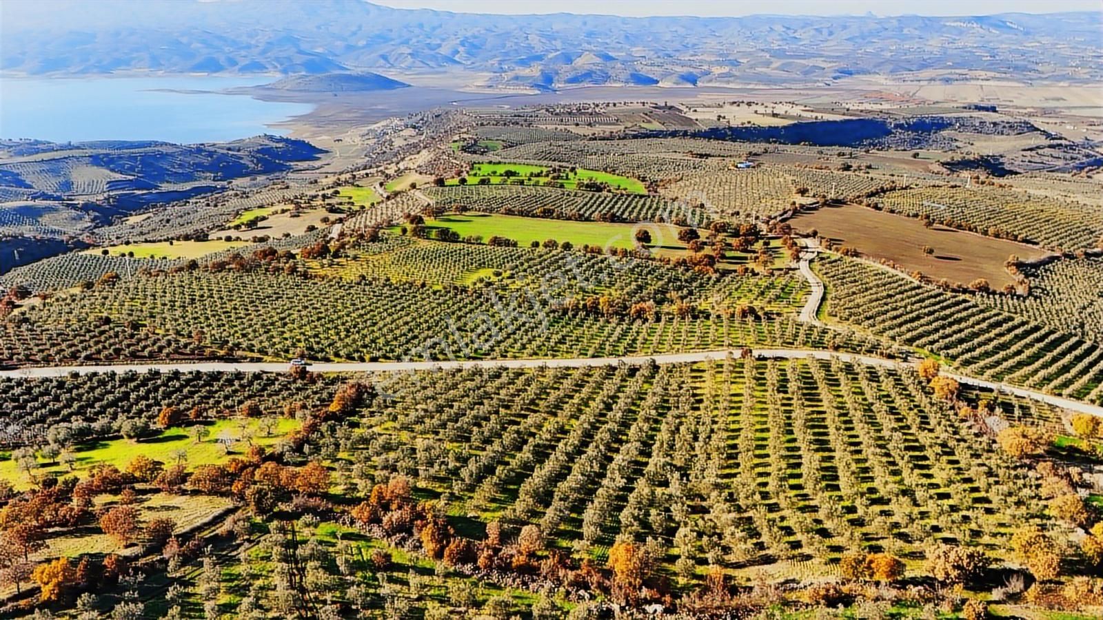 Salihli Hacıköseli'de Satılık Asfalta Sıfır 55361 M2 Zeytinlik - Görsel 13