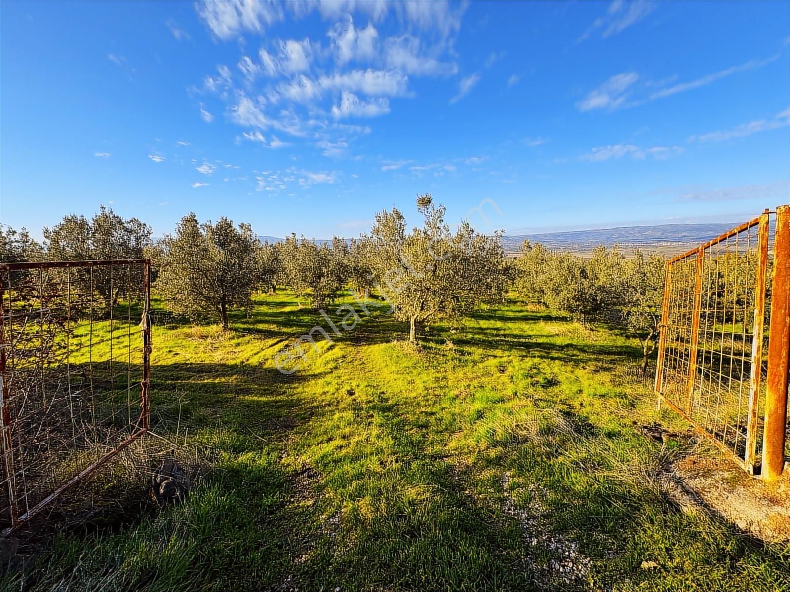 Salihli Hacıköseli'de Satılık Asfalta Sıfır 55361 M2 Zeytinlik - Görsel 18