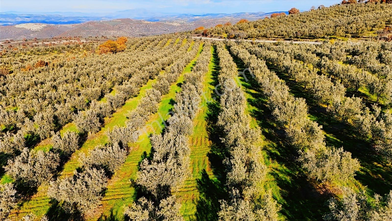 Salihli Hacıköseli'de Satılık Asfalta Sıfır 55361 M2 Zeytinlik - Görsel 25