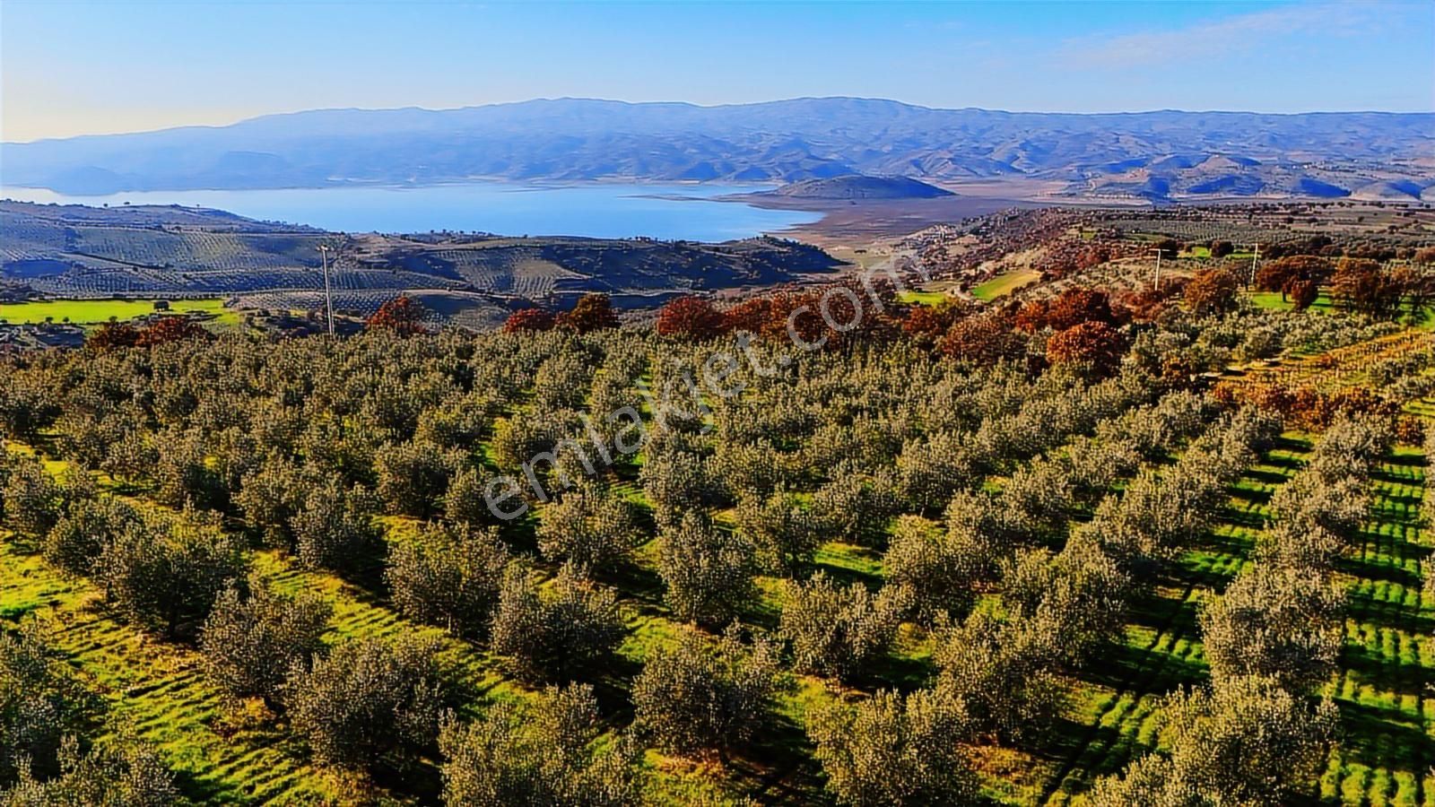 Salihli Hacıköseli'de Satılık Asfalta Sıfır 55361 M2 Zeytinlik - Görsel 29