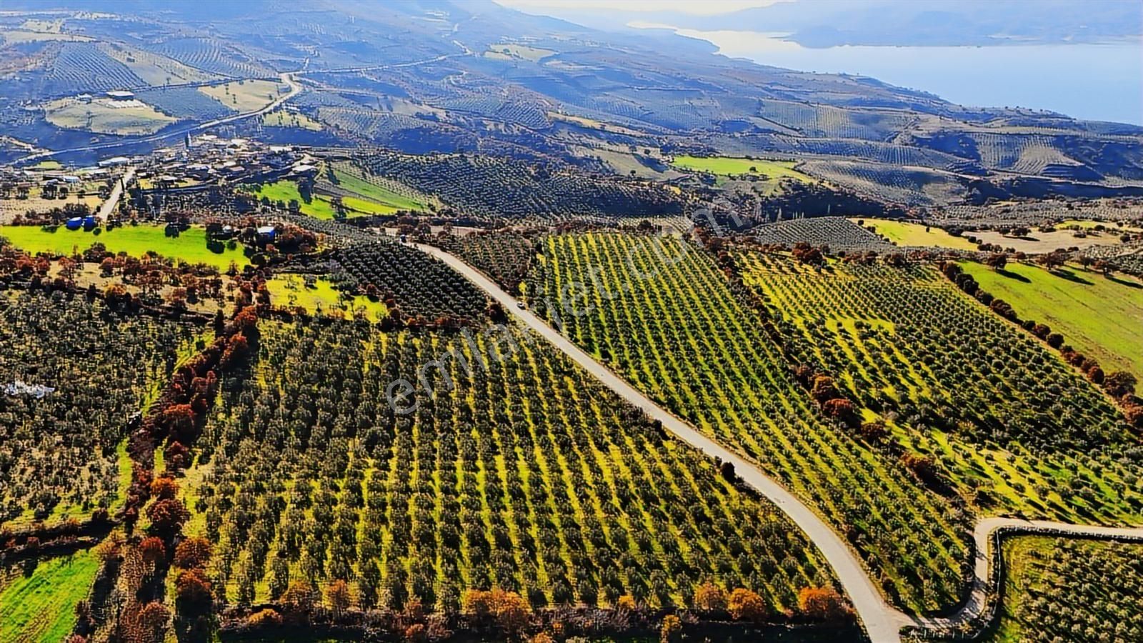 Salihli Hacıköseli'de Satılık Asfalta Sıfır 55361 M2 Zeytinlik - Görsel 23