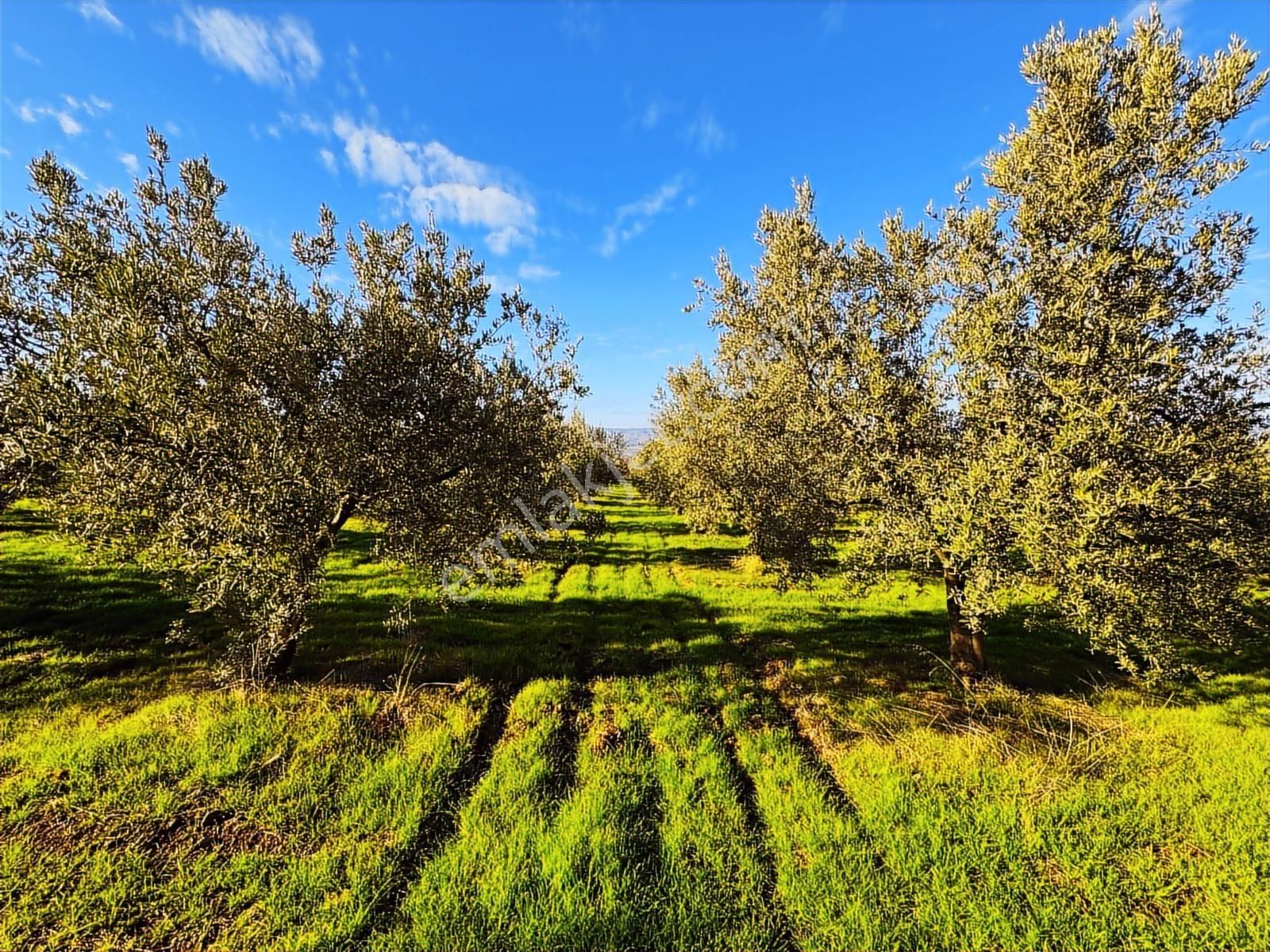 Salihli Hacıköseli'de Satılık Asfalta Sıfır 55361 M2 Zeytinlik - Görsel 19
